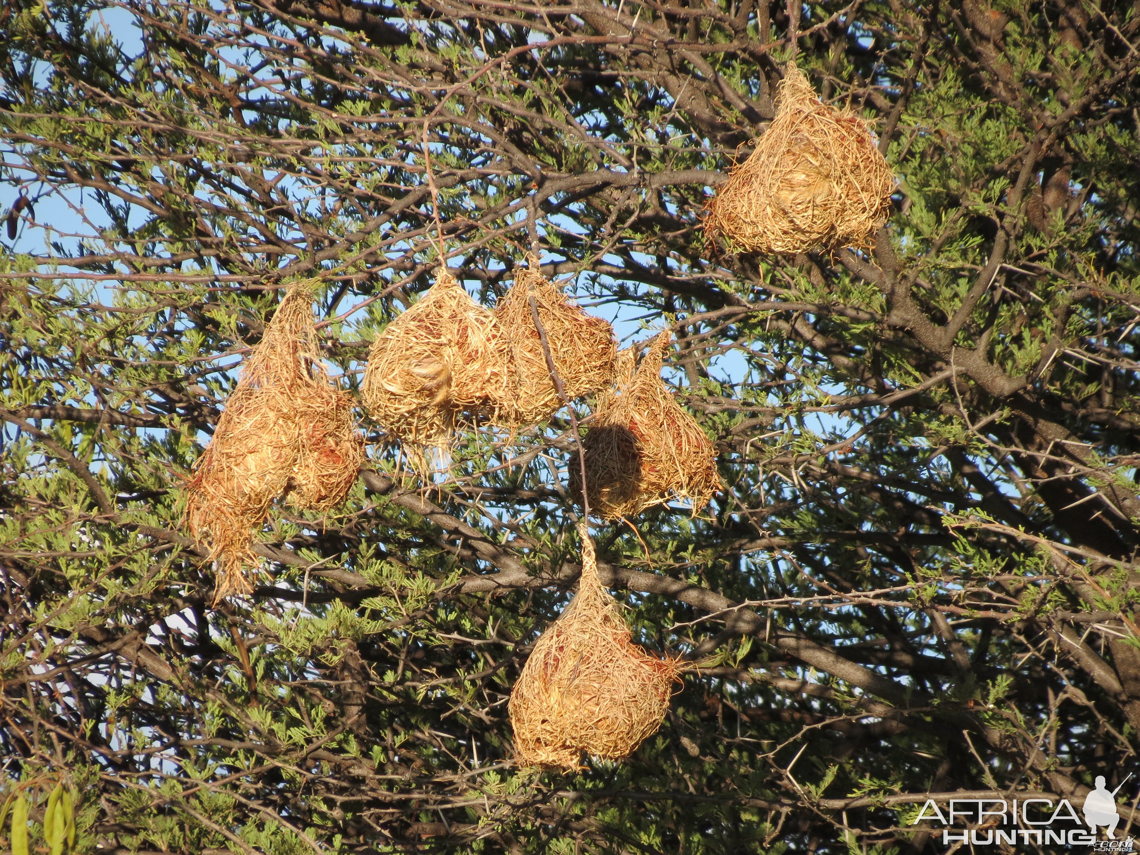 Nests Namibia