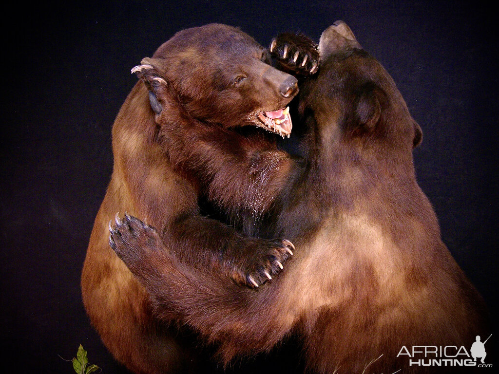 New Mexico Bears Taxidermy Bear Fight! Full Mount