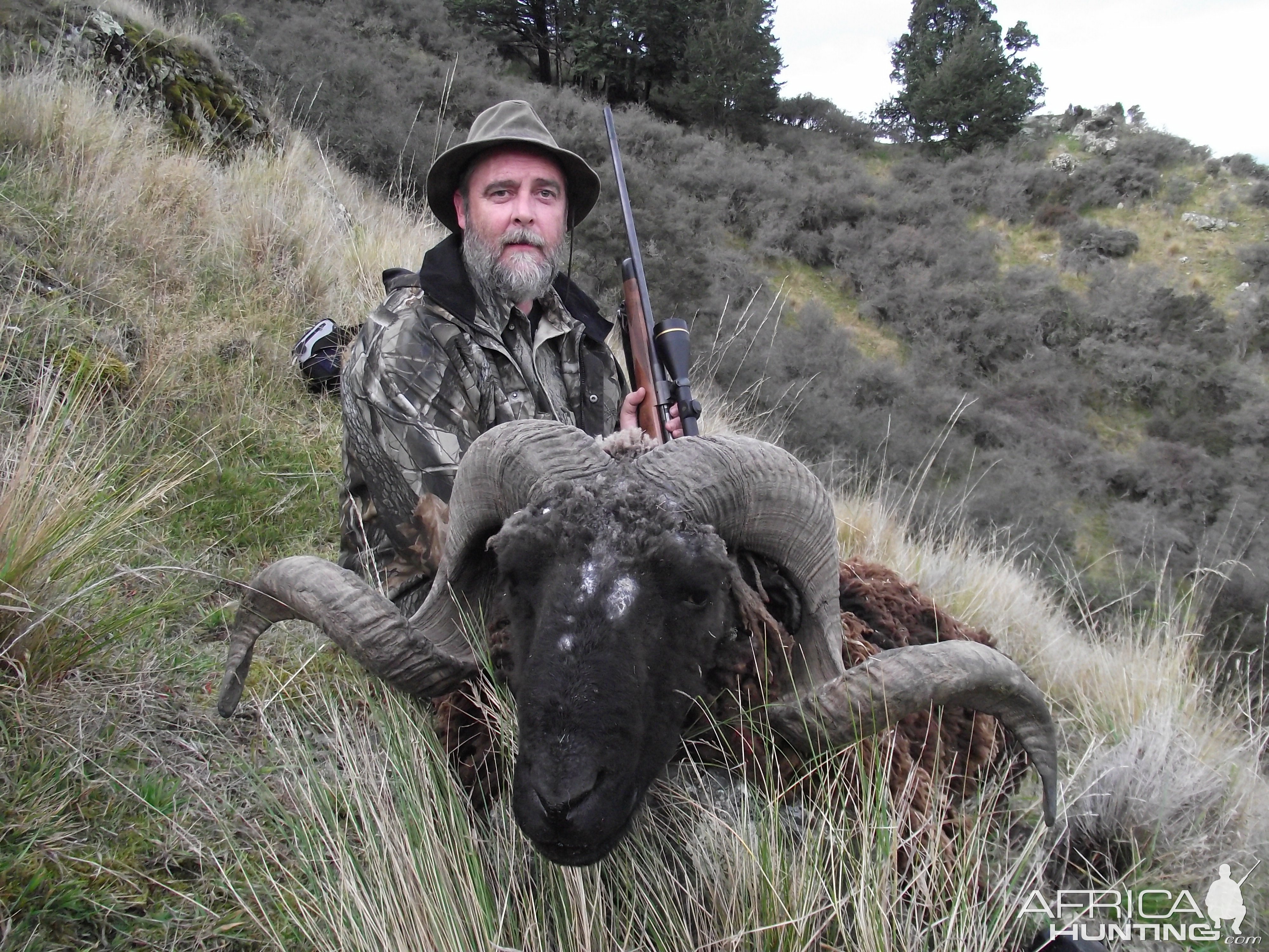 New Zealand Arapawa Ram Hunt