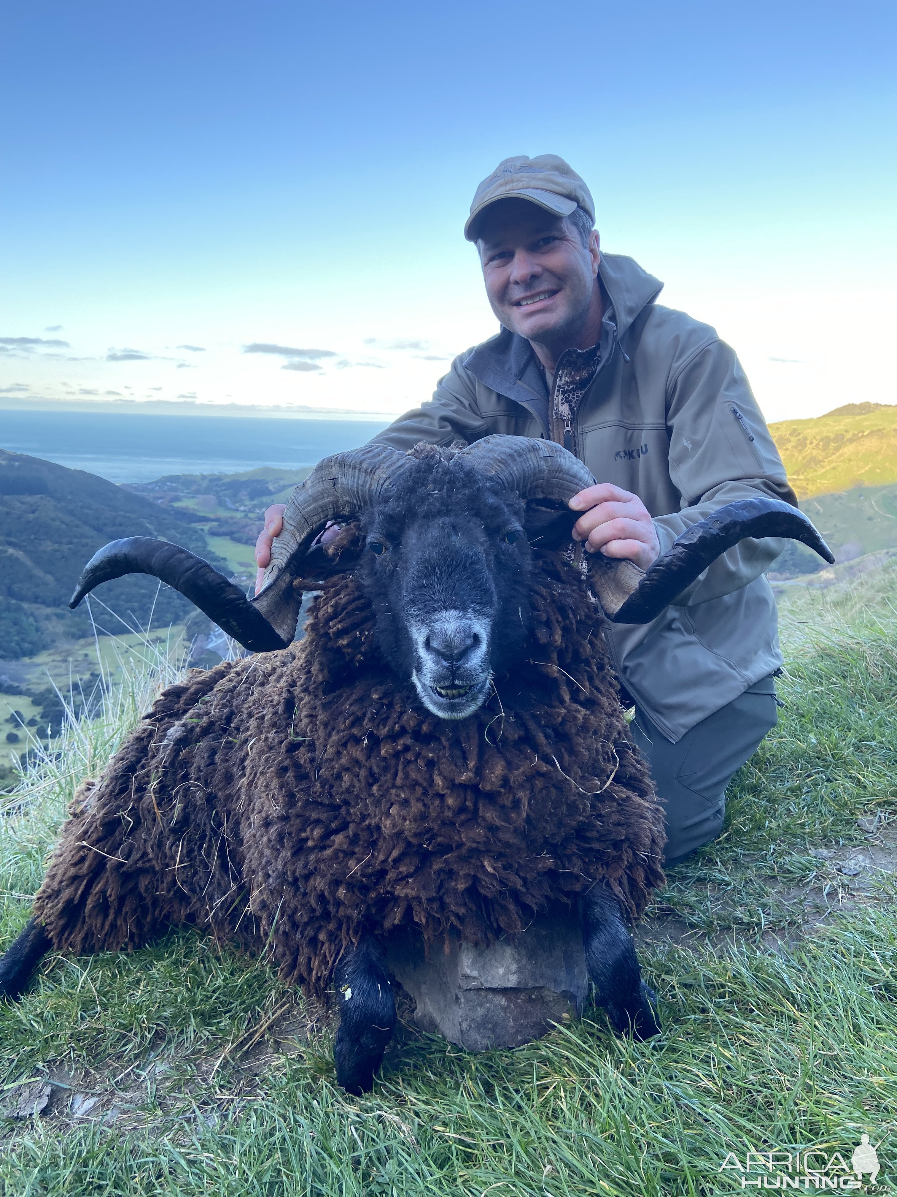 New Zealand Arapawa Ram