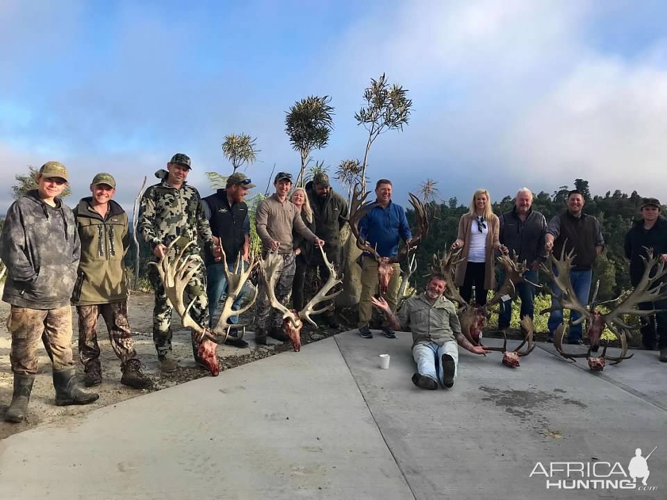 New Zealand Bow Hunting Red Stag & Fallow Deer