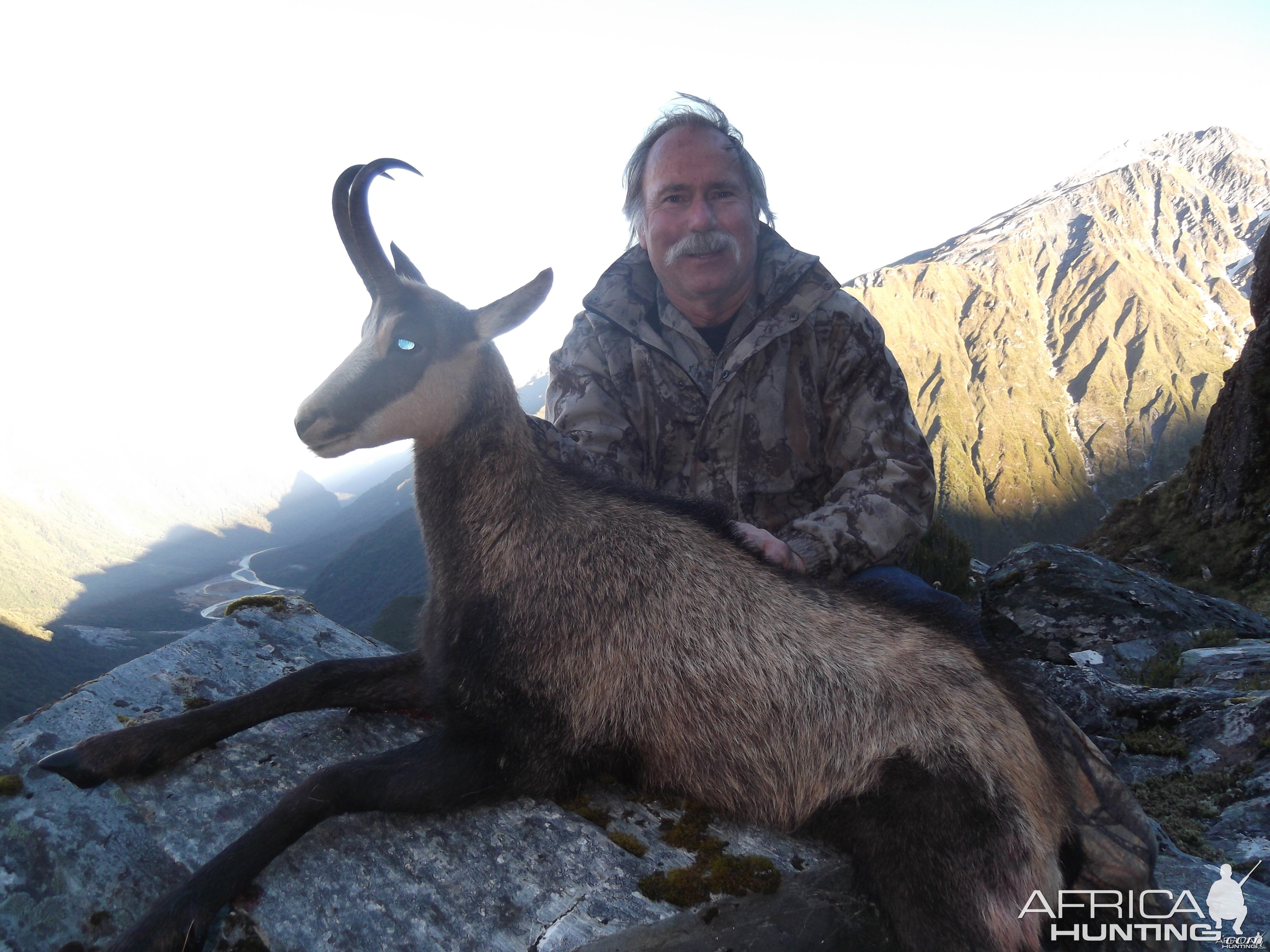 New Zealand Chamois