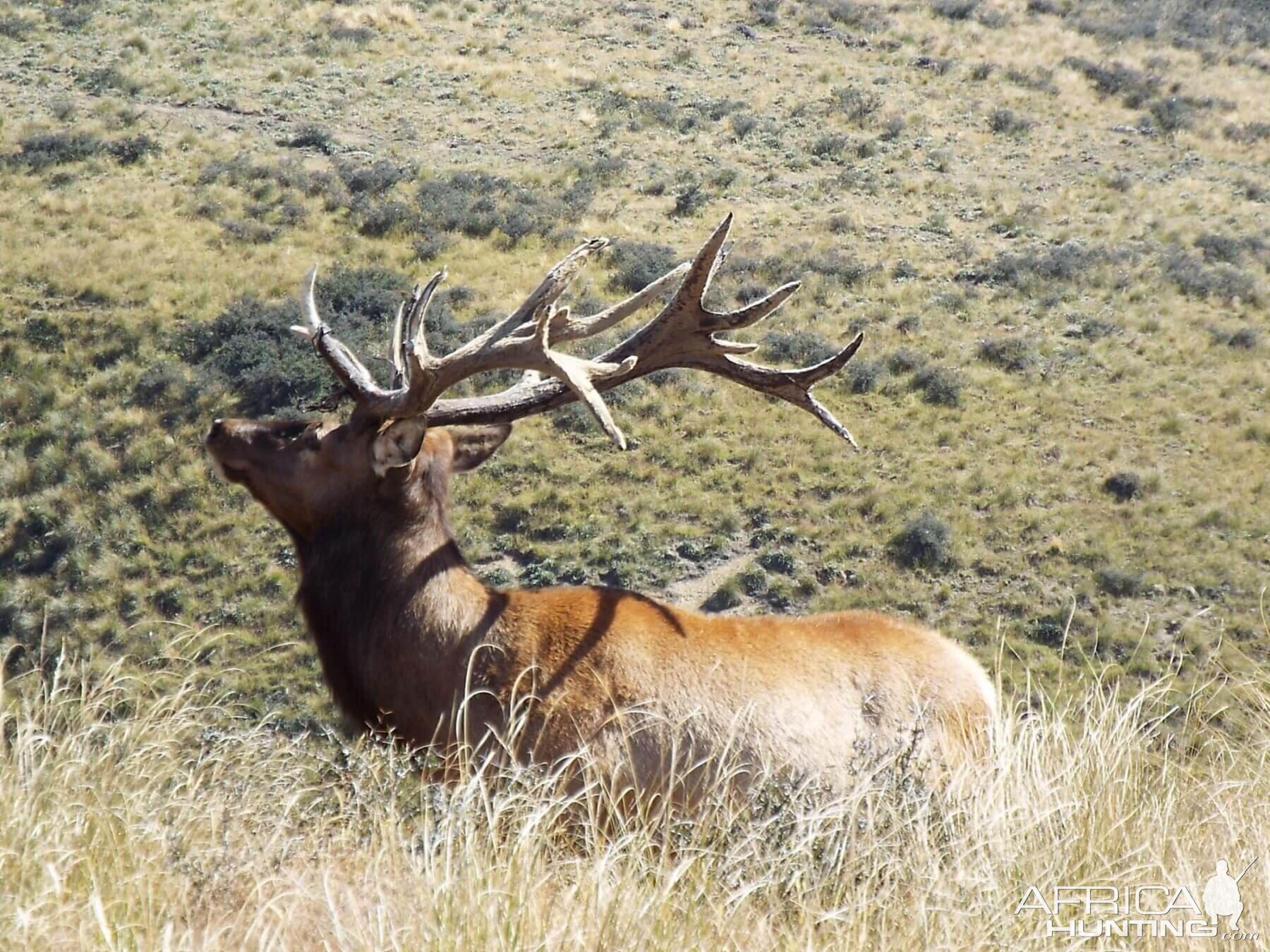 New Zealand Elk (Wapiti)