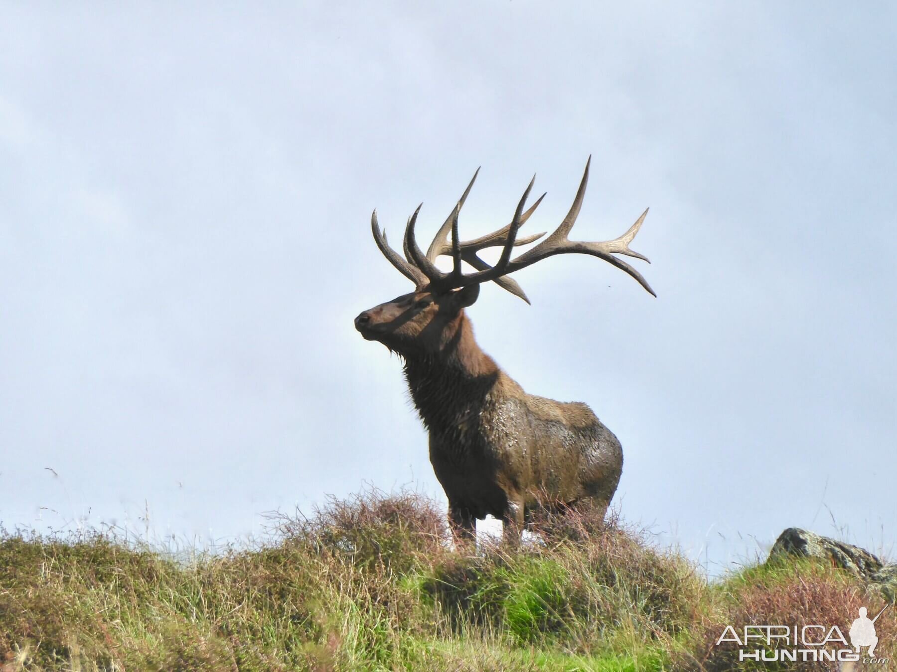 New Zealand Elk (Wapiti)