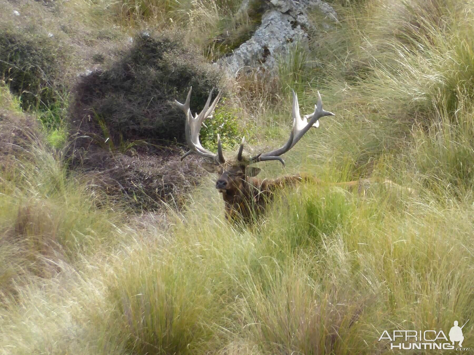 New Zealand Elk (Wapiti)