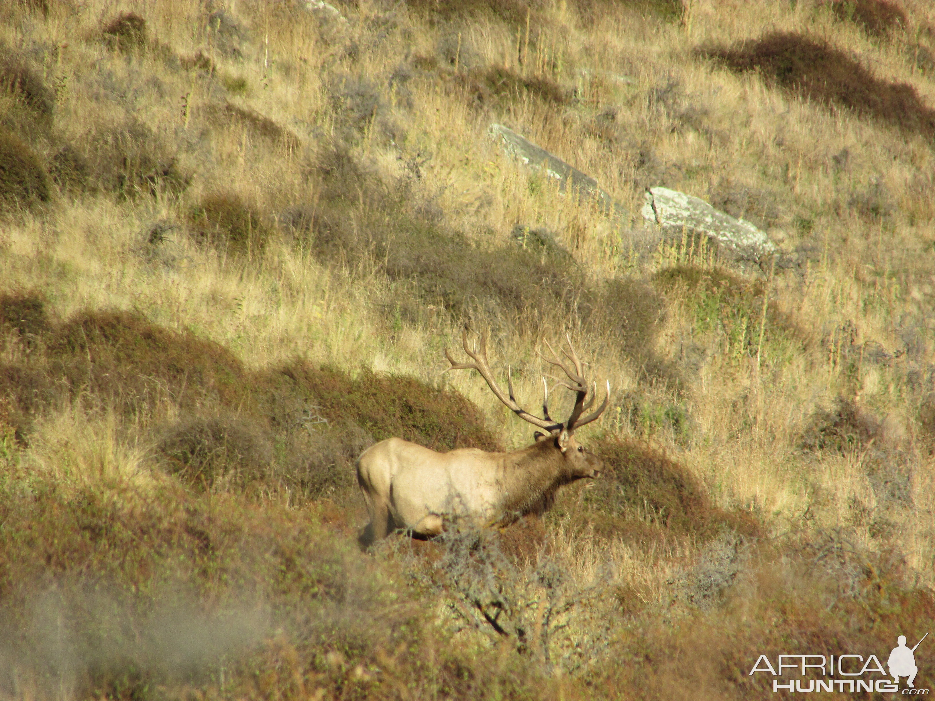 New Zealand Elk (Wapiti)