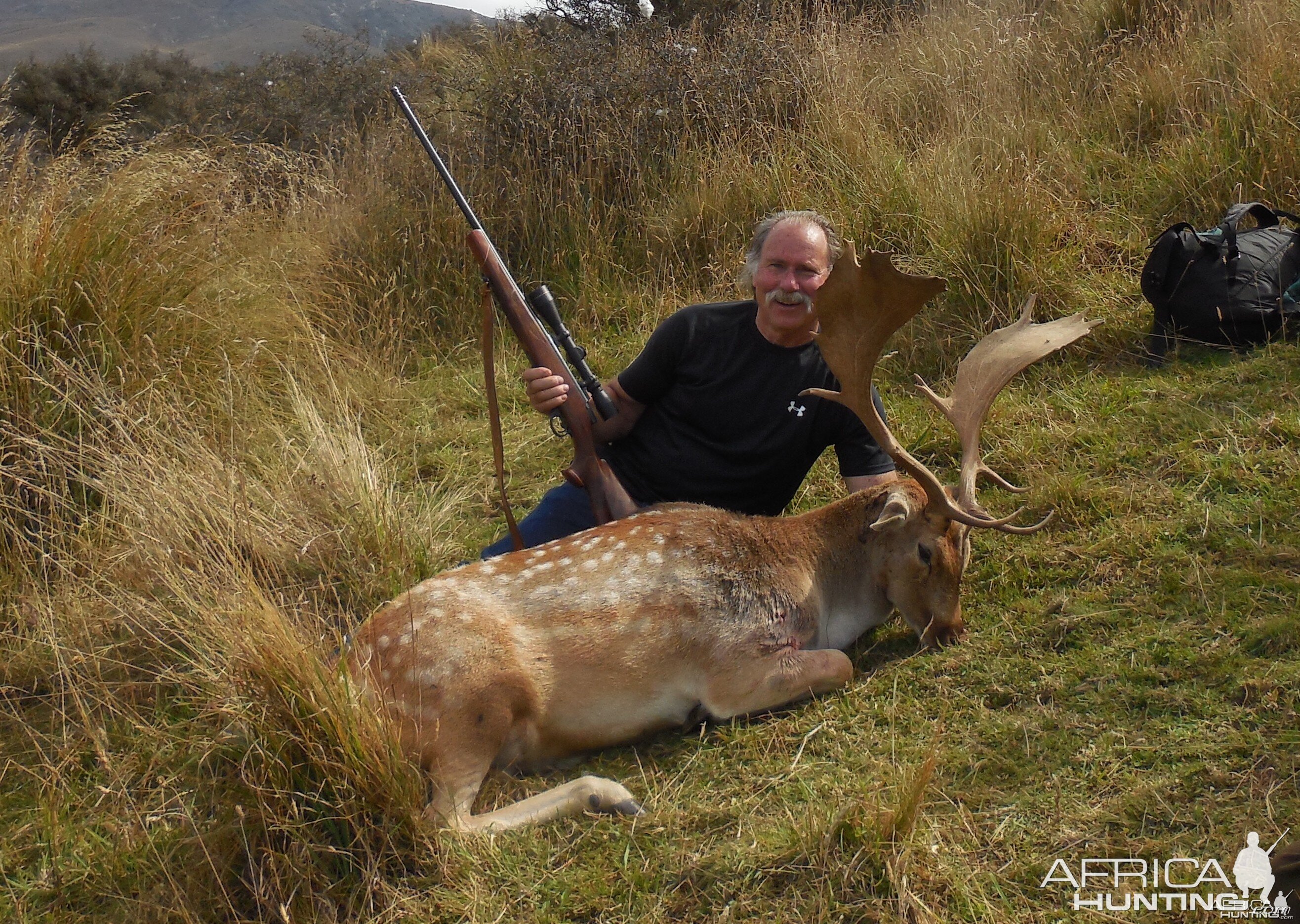 New Zealand Fallow Deer