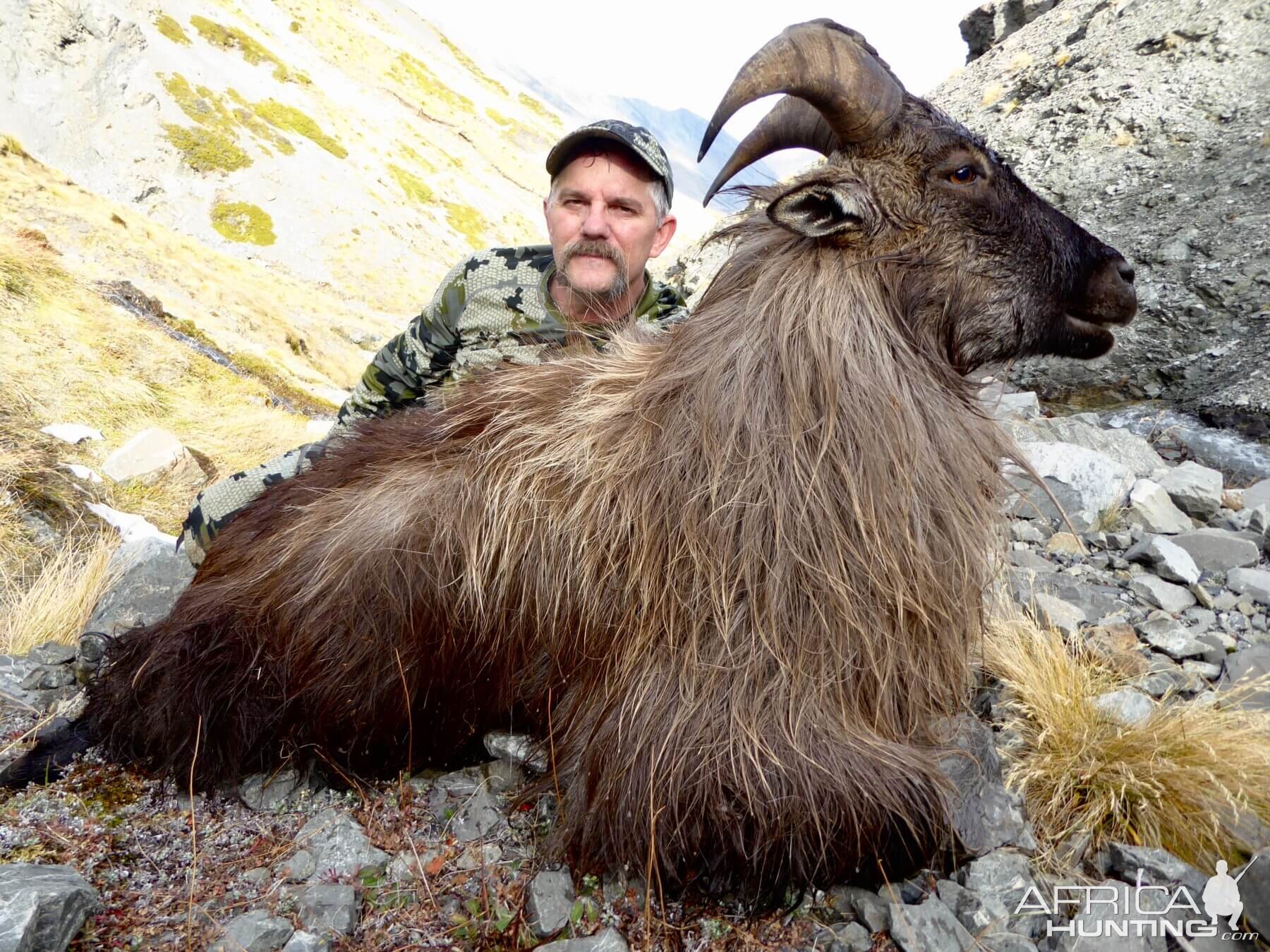 New Zealand Hunt 13" Inch Tahr