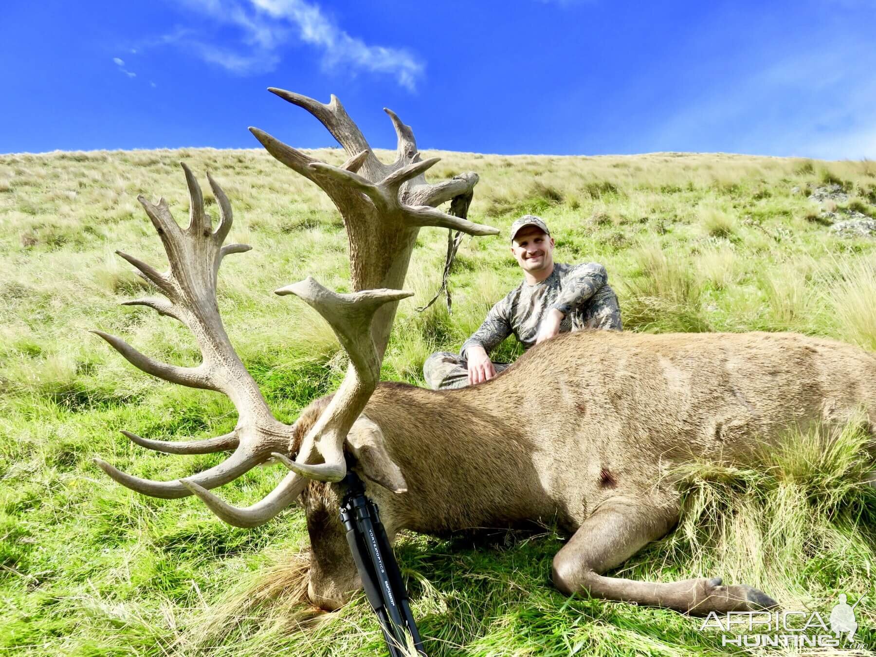 New Zealand Hunt 422" Inch Red Stag