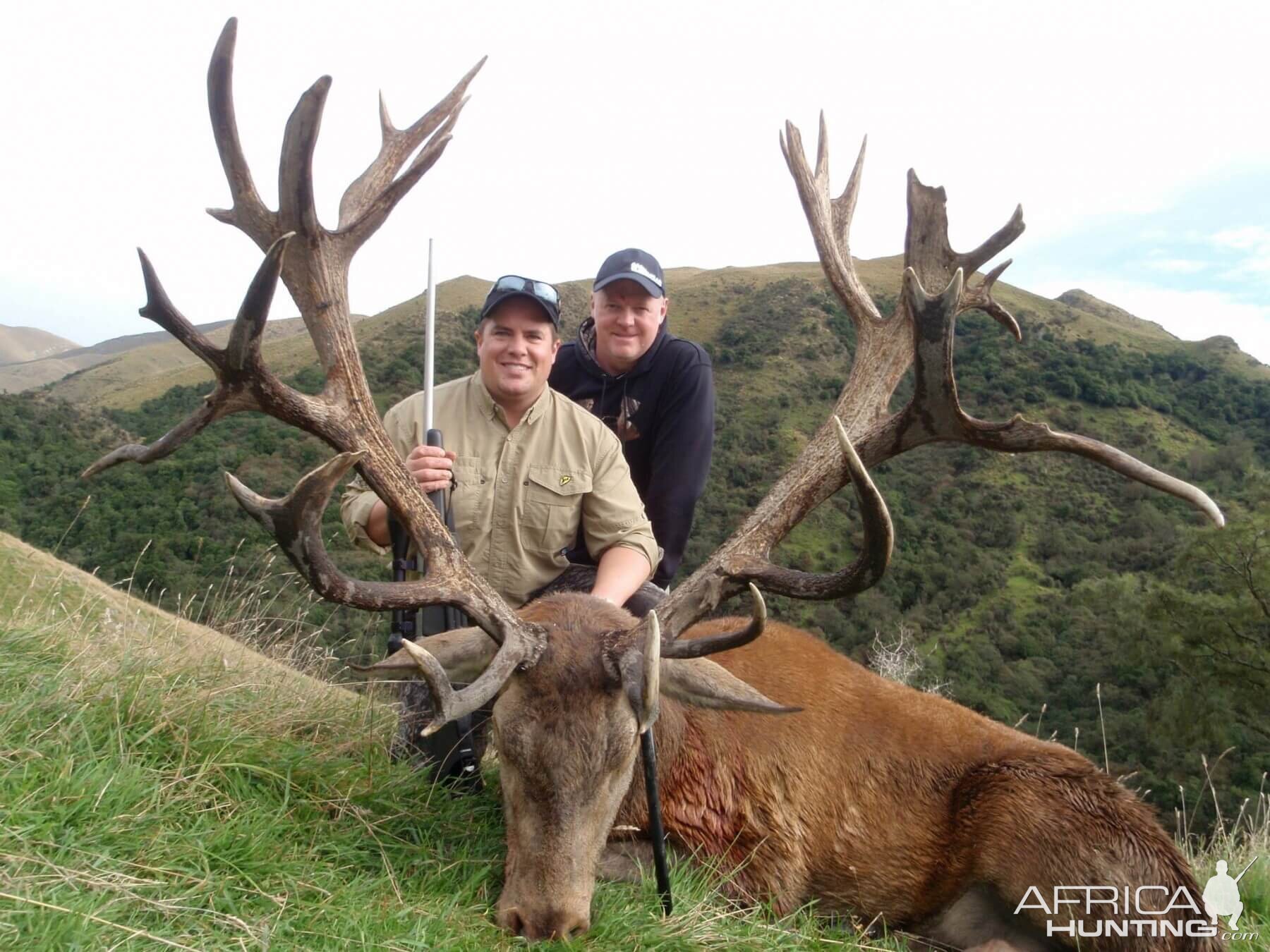 New Zealand Hunt 473" Inch Red Stag