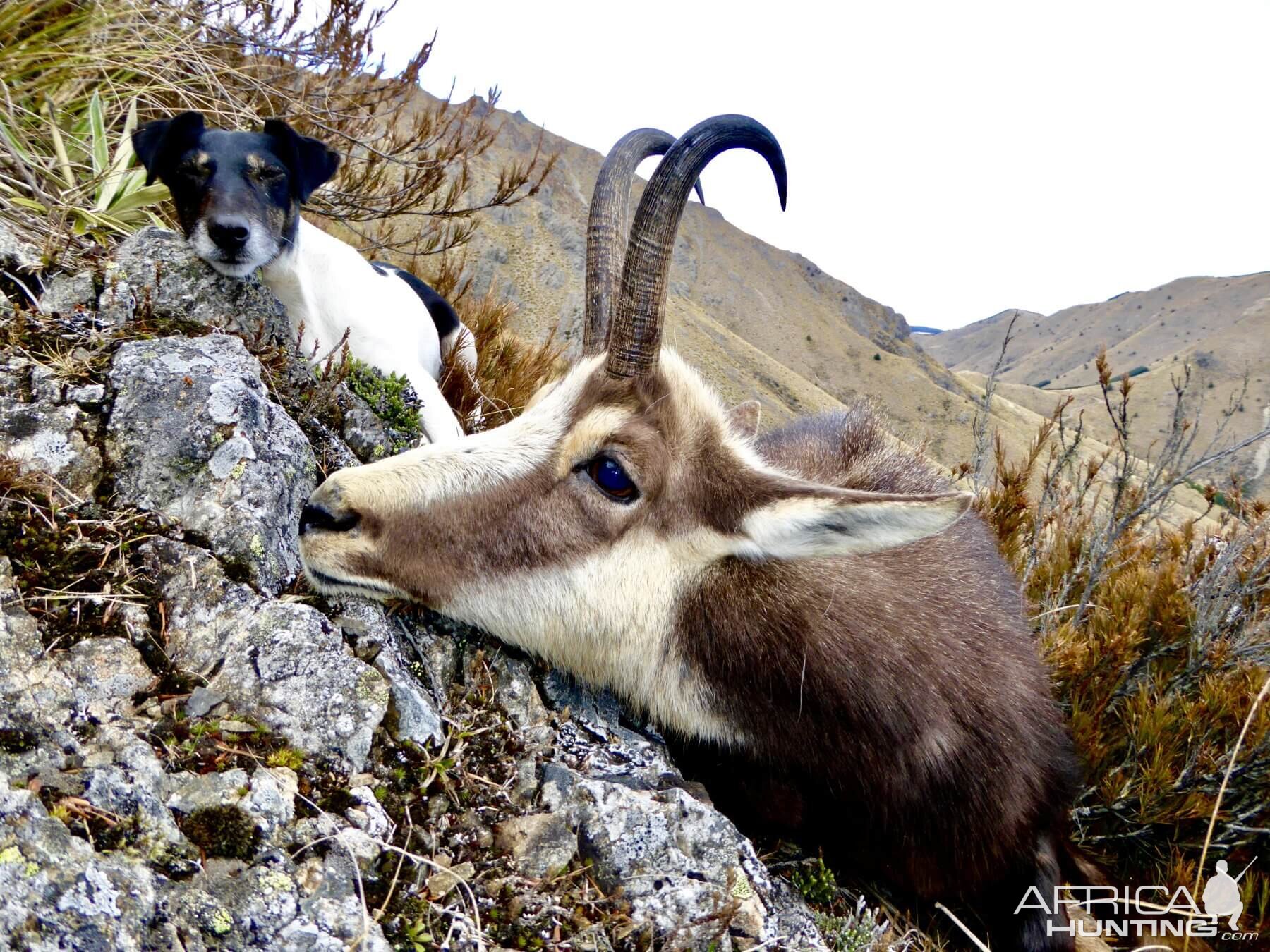 New Zealand Hunt Alpine Chamois