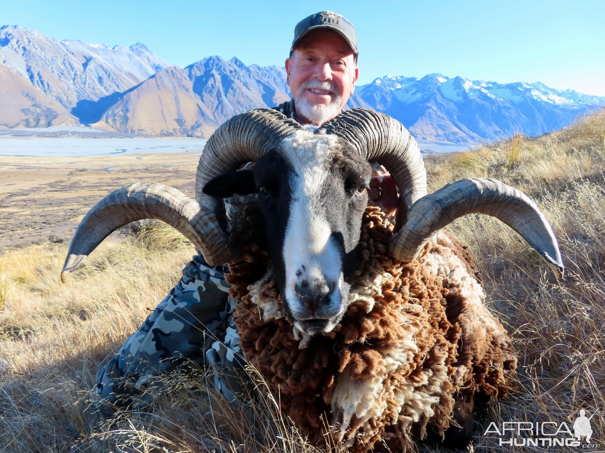 New Zealand Hunt Arapawa Ram