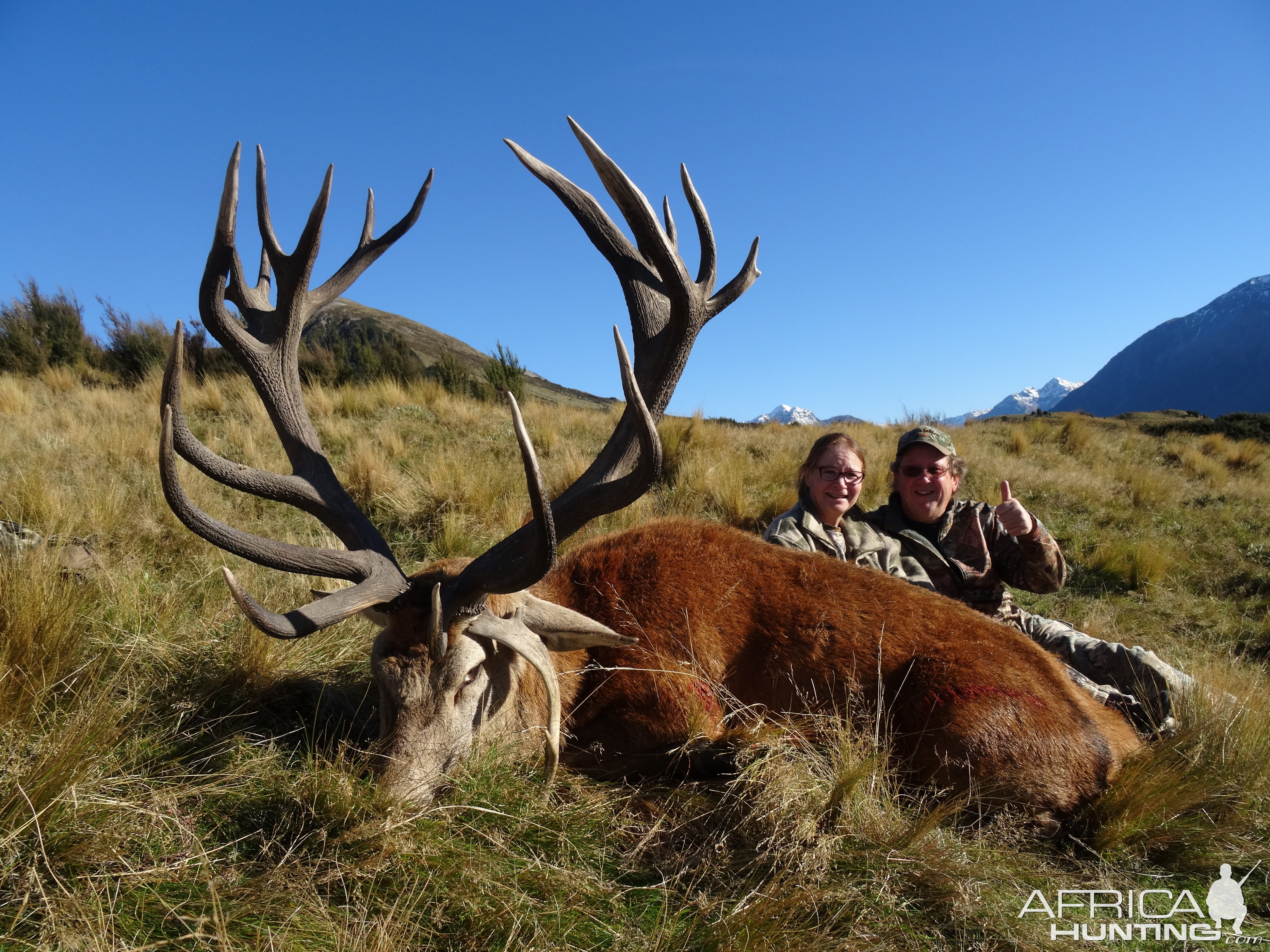 New Zealand Hunt Red Stag