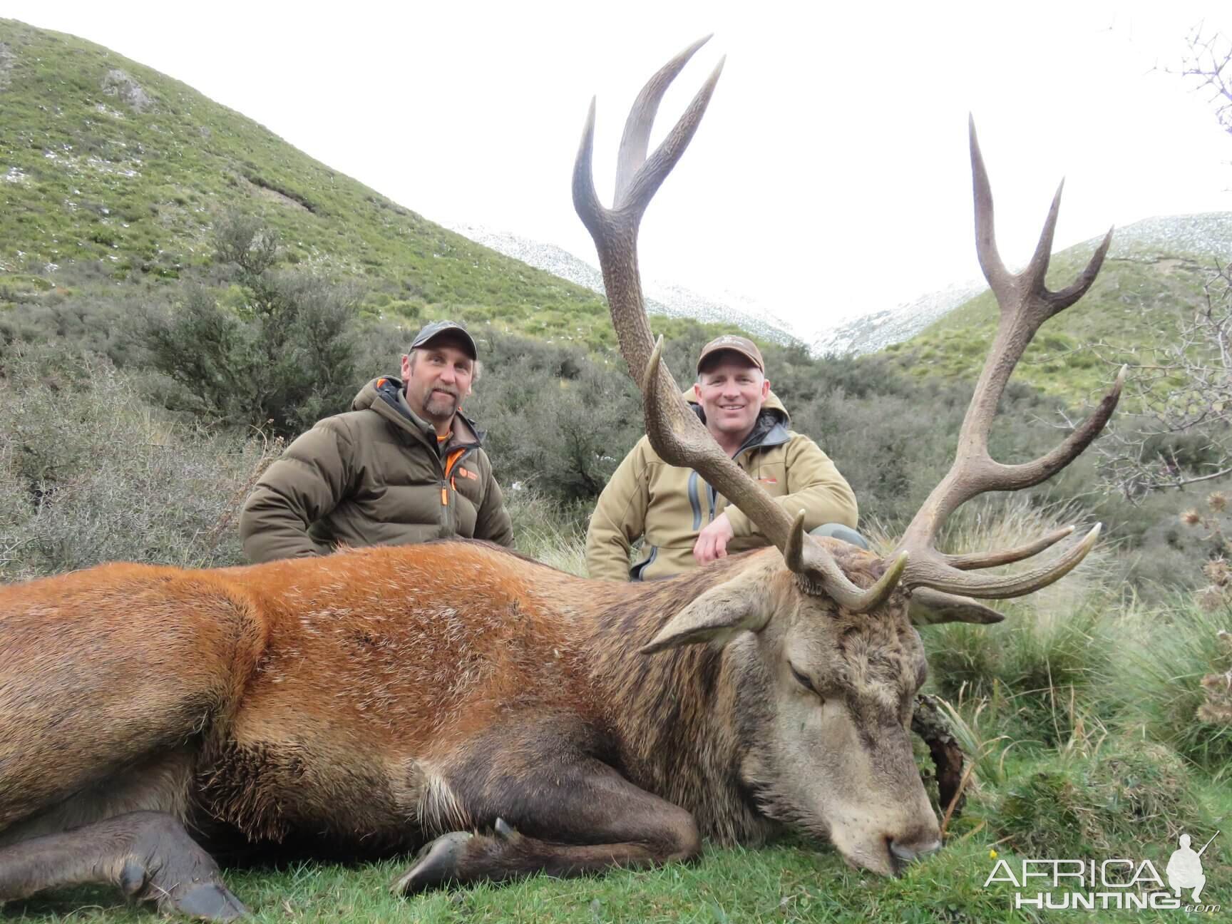 New Zealand Hunt Red Stag