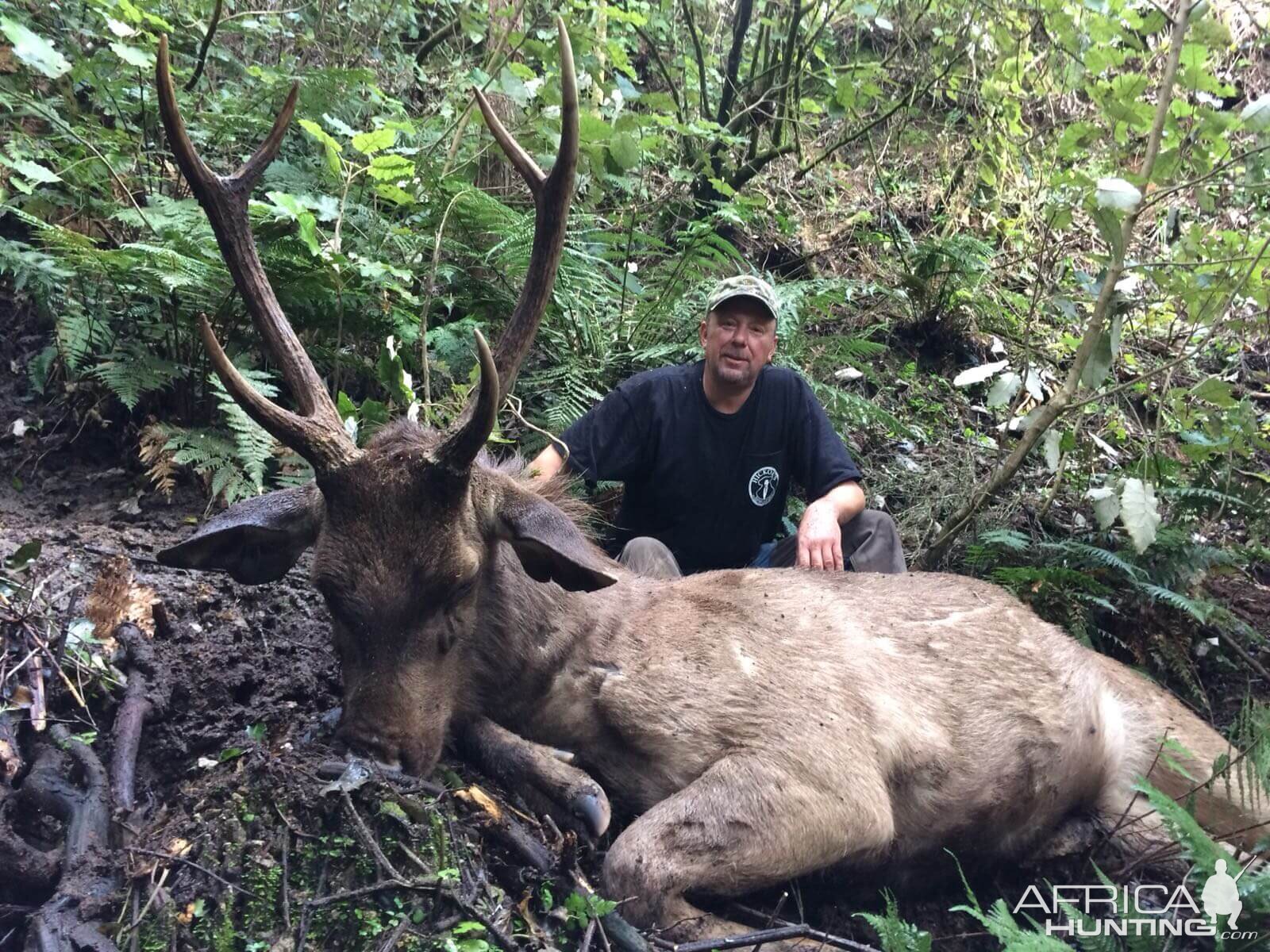 New Zealand Hunt Sambar Deer