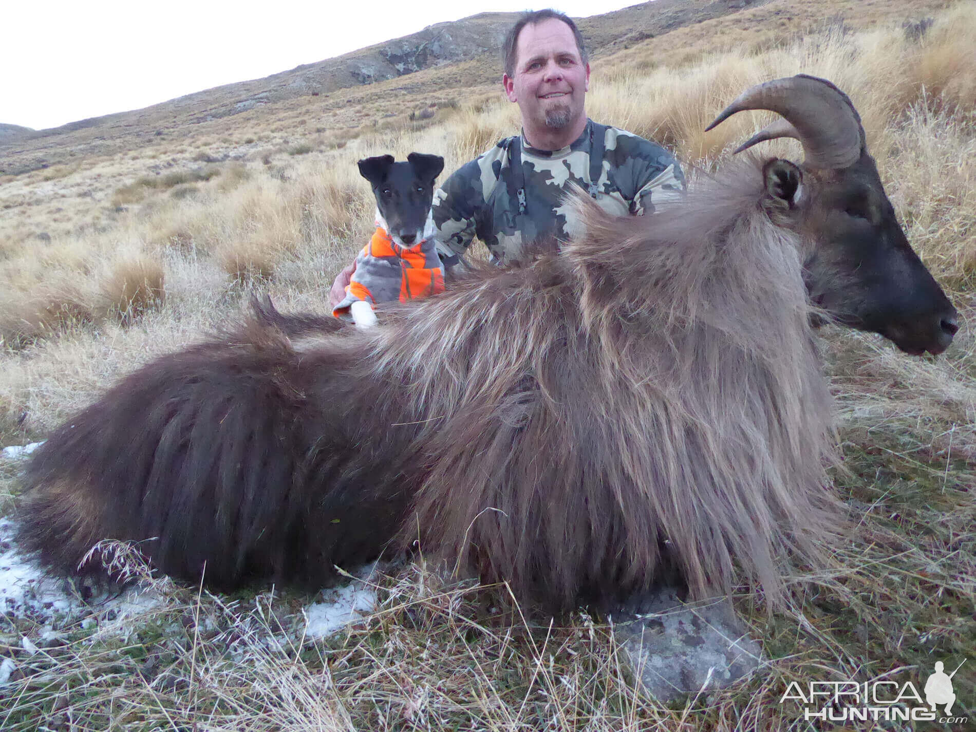 New Zealand Hunt Tahr