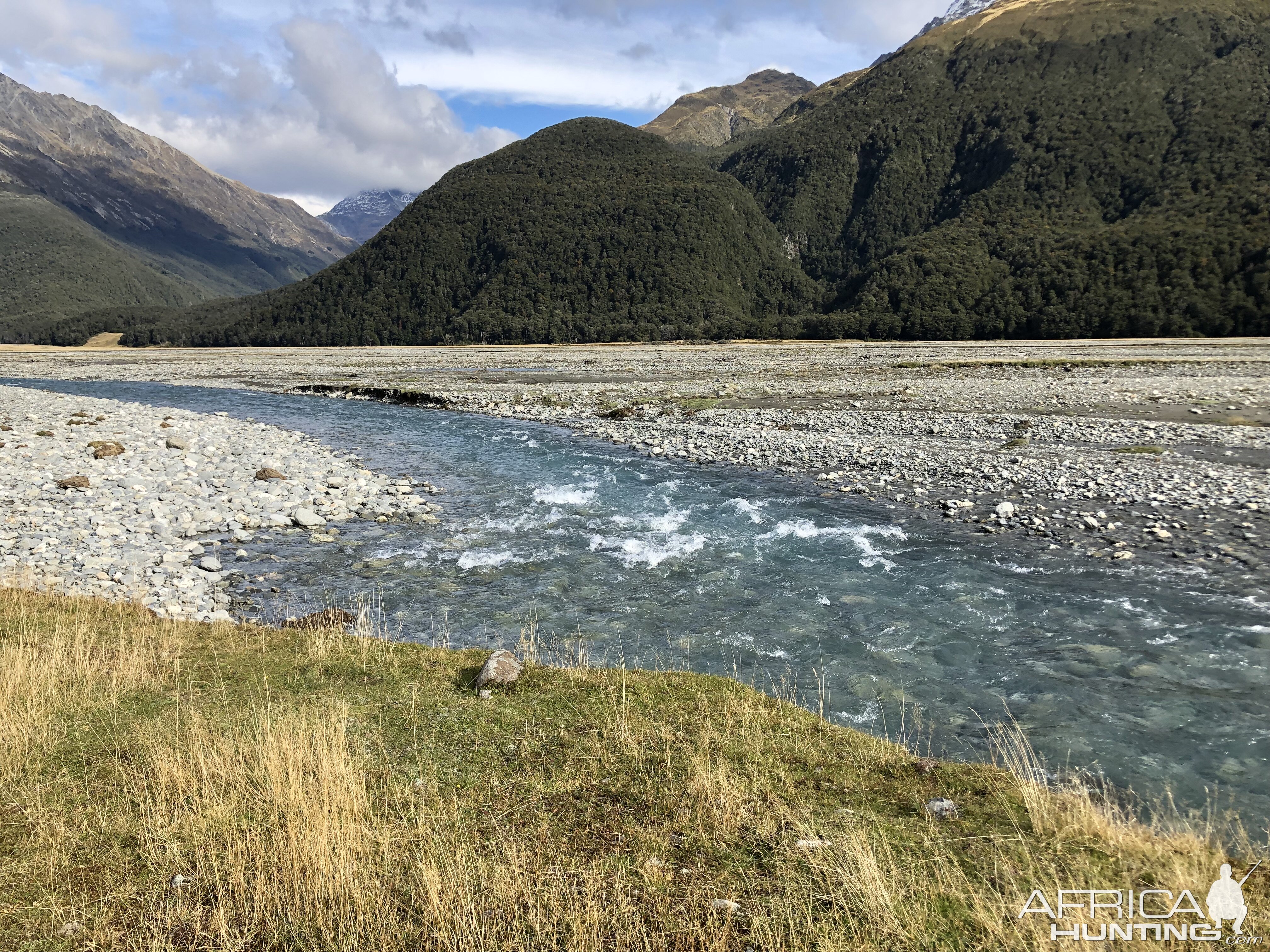 New Zealand Hunt Tahr