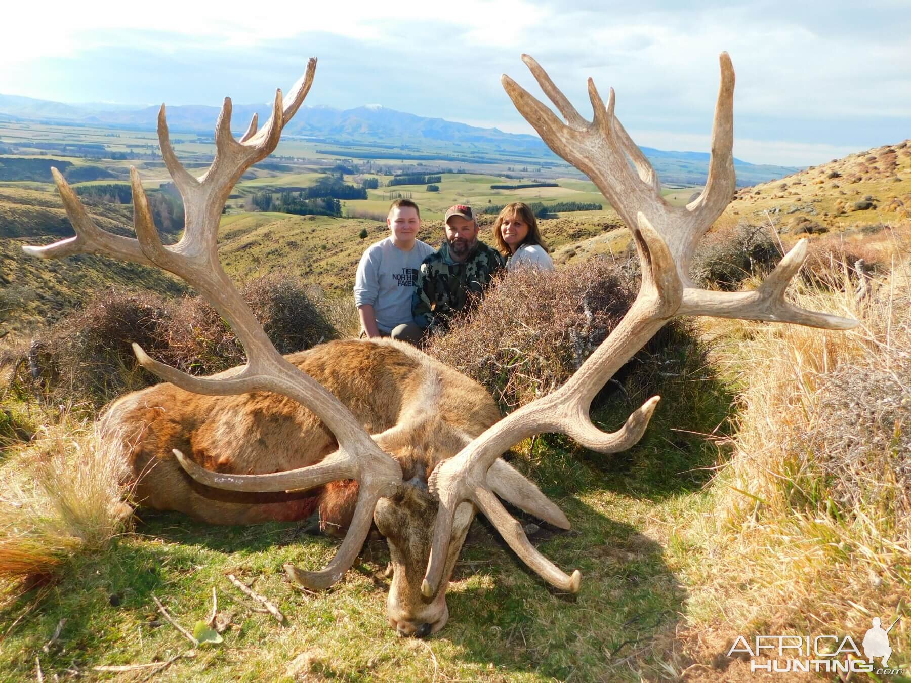 New Zealand Hunting 378" Inch Red Stag