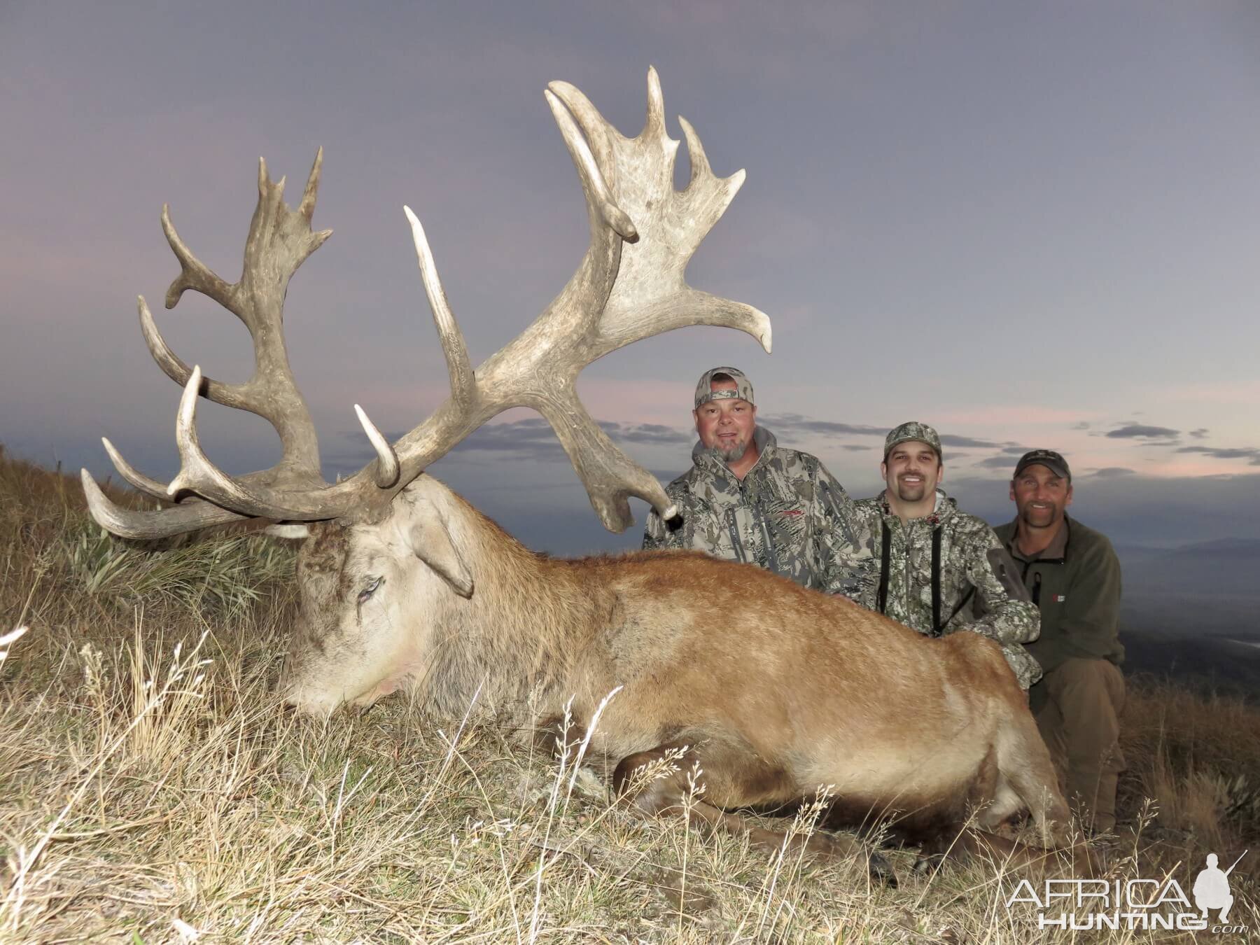 New Zealand Hunting 410" Inch Red Stag