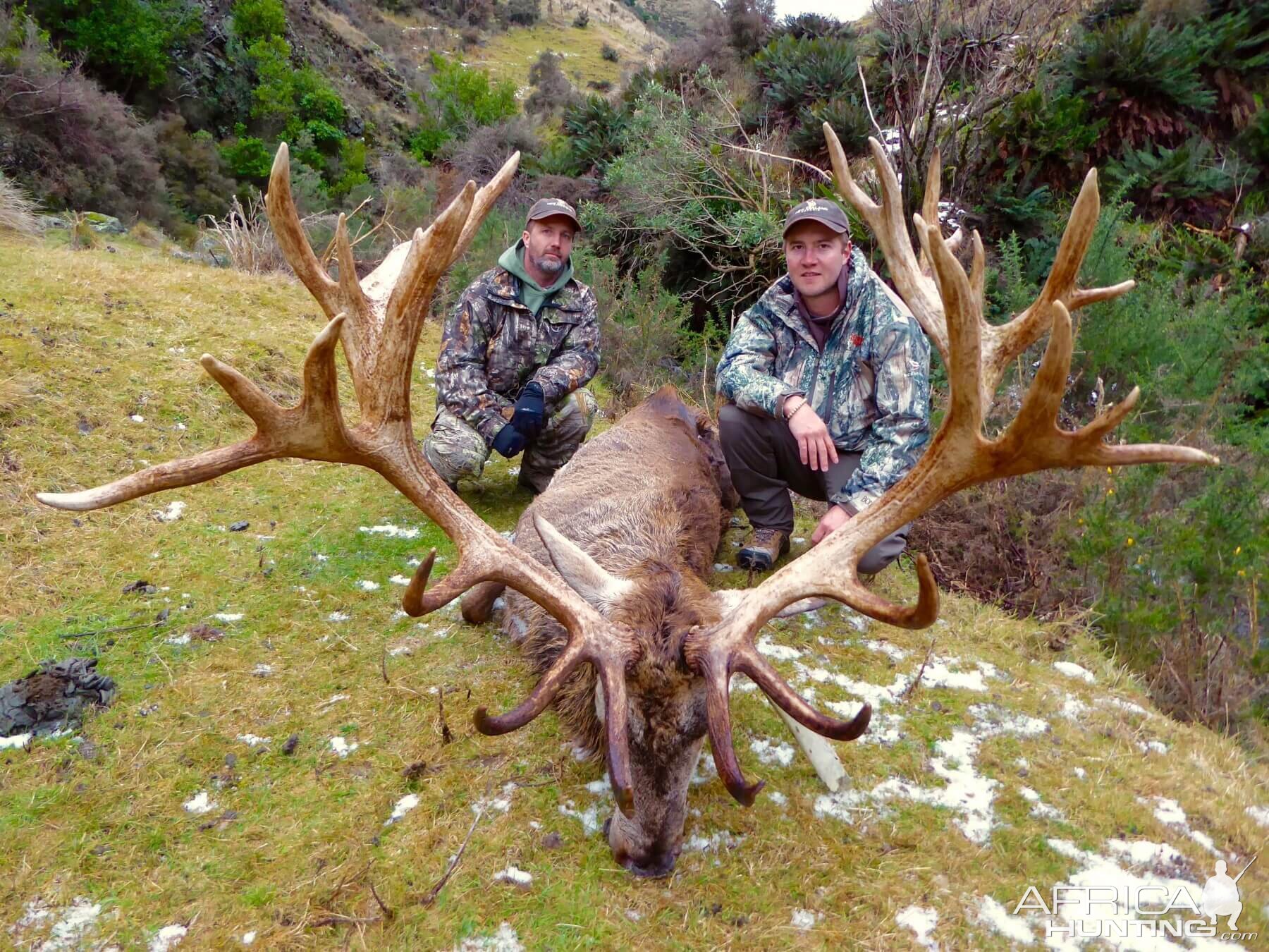 New Zealand Hunting 430" Inch Red Stag