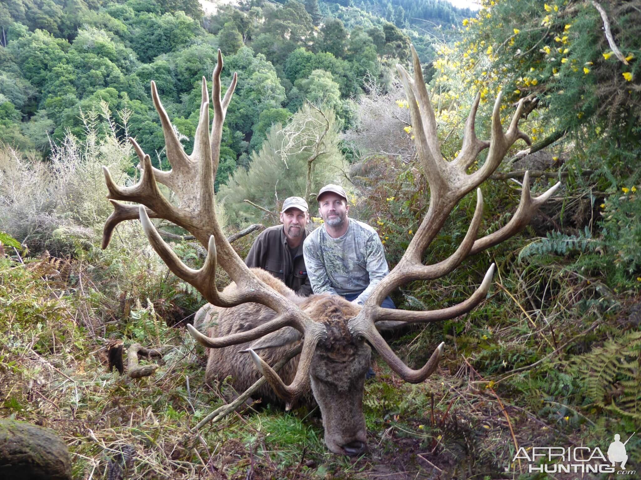 New Zealand Hunting Red Stag