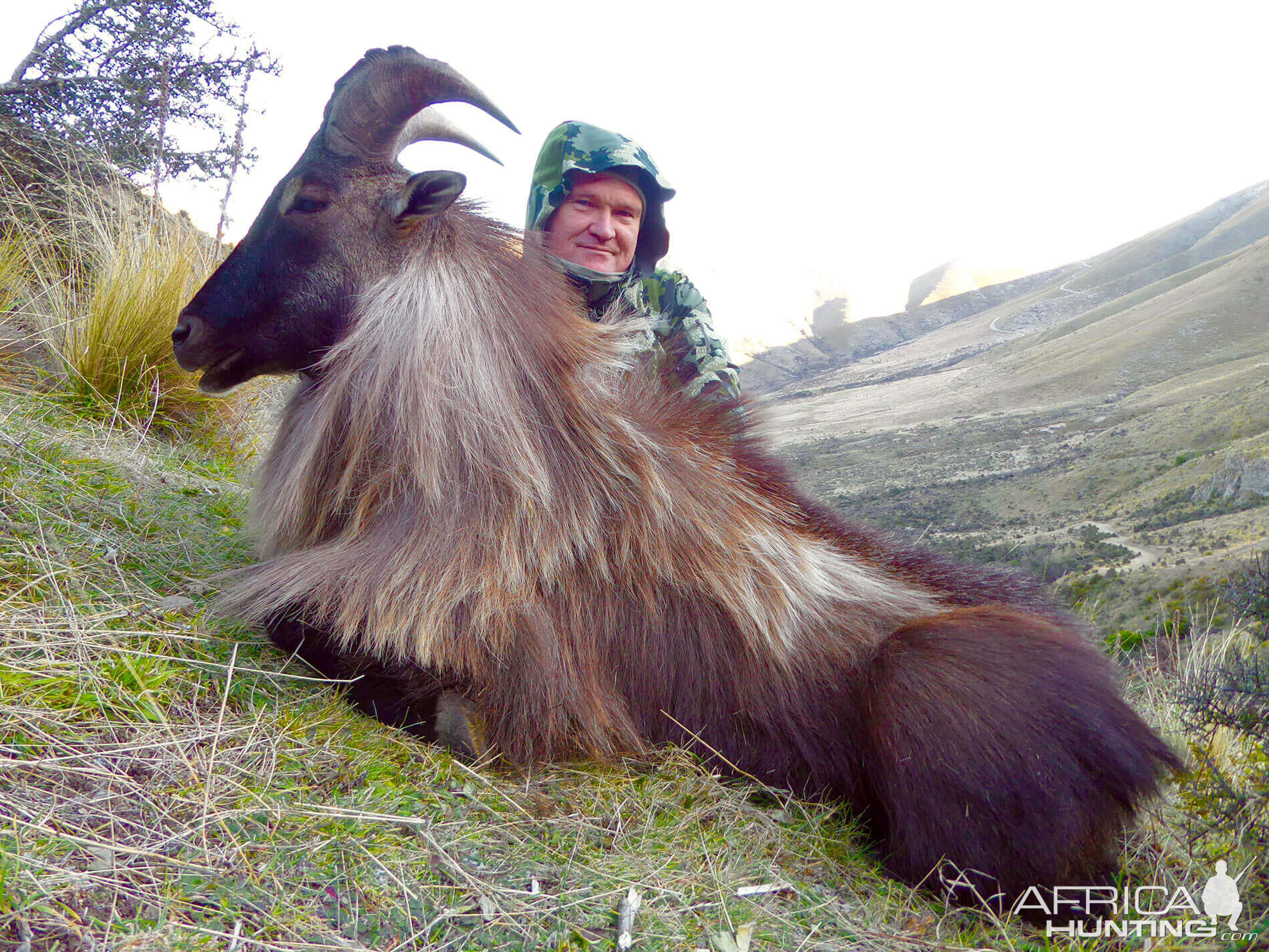 New Zealand Hunting Tahr