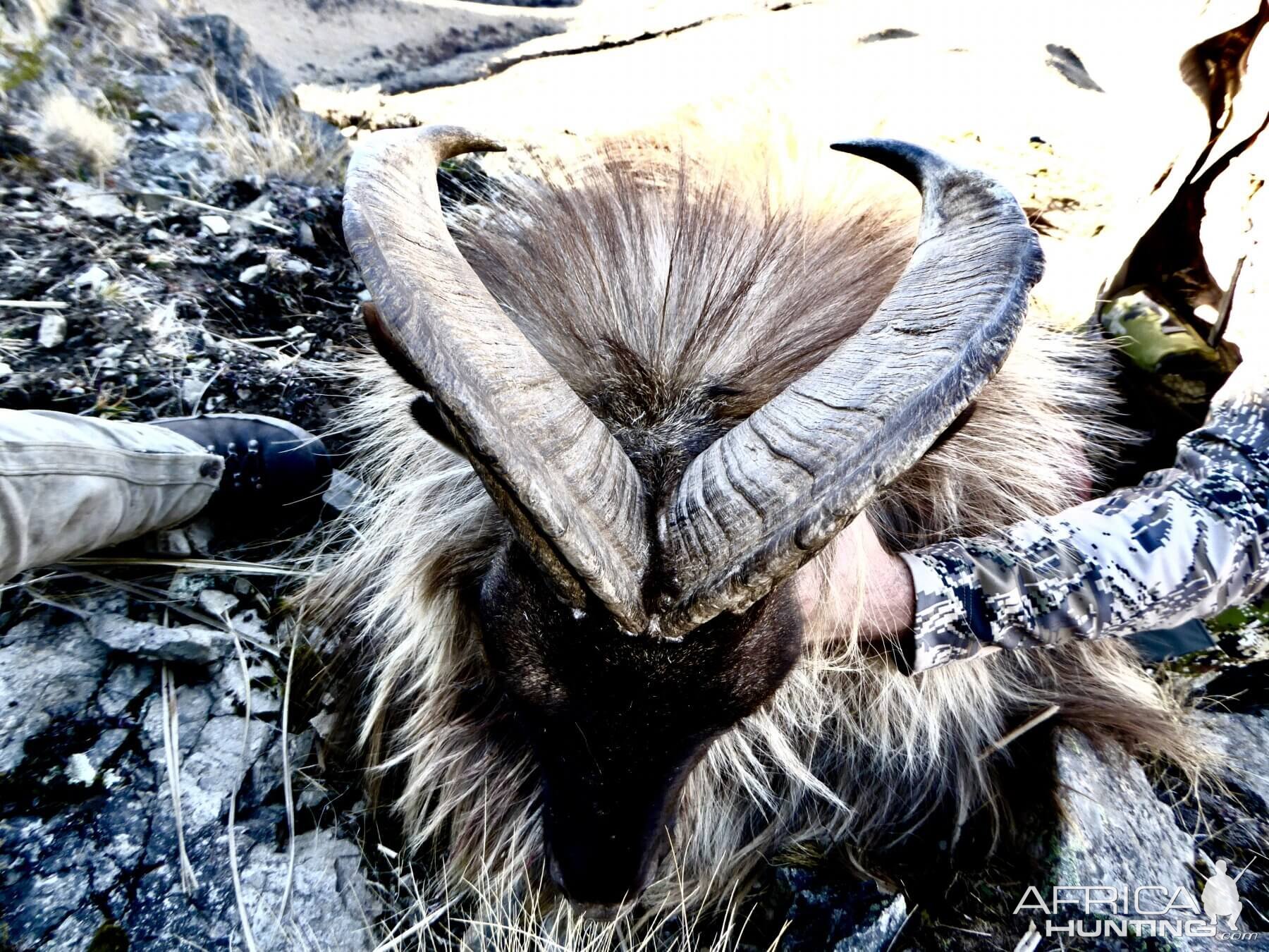 New Zealand Hunting Tahr