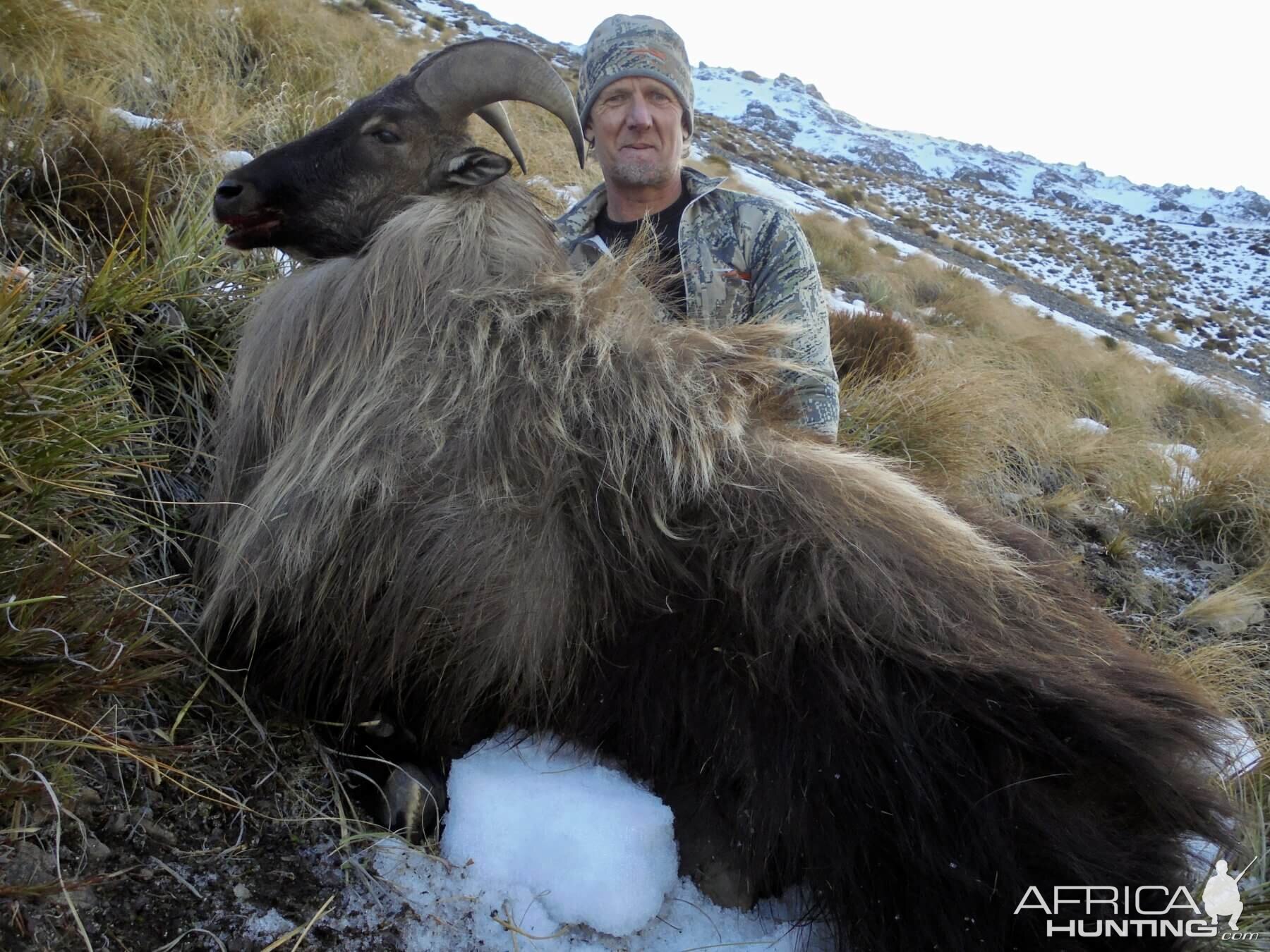 New Zealand Hunting Tahr