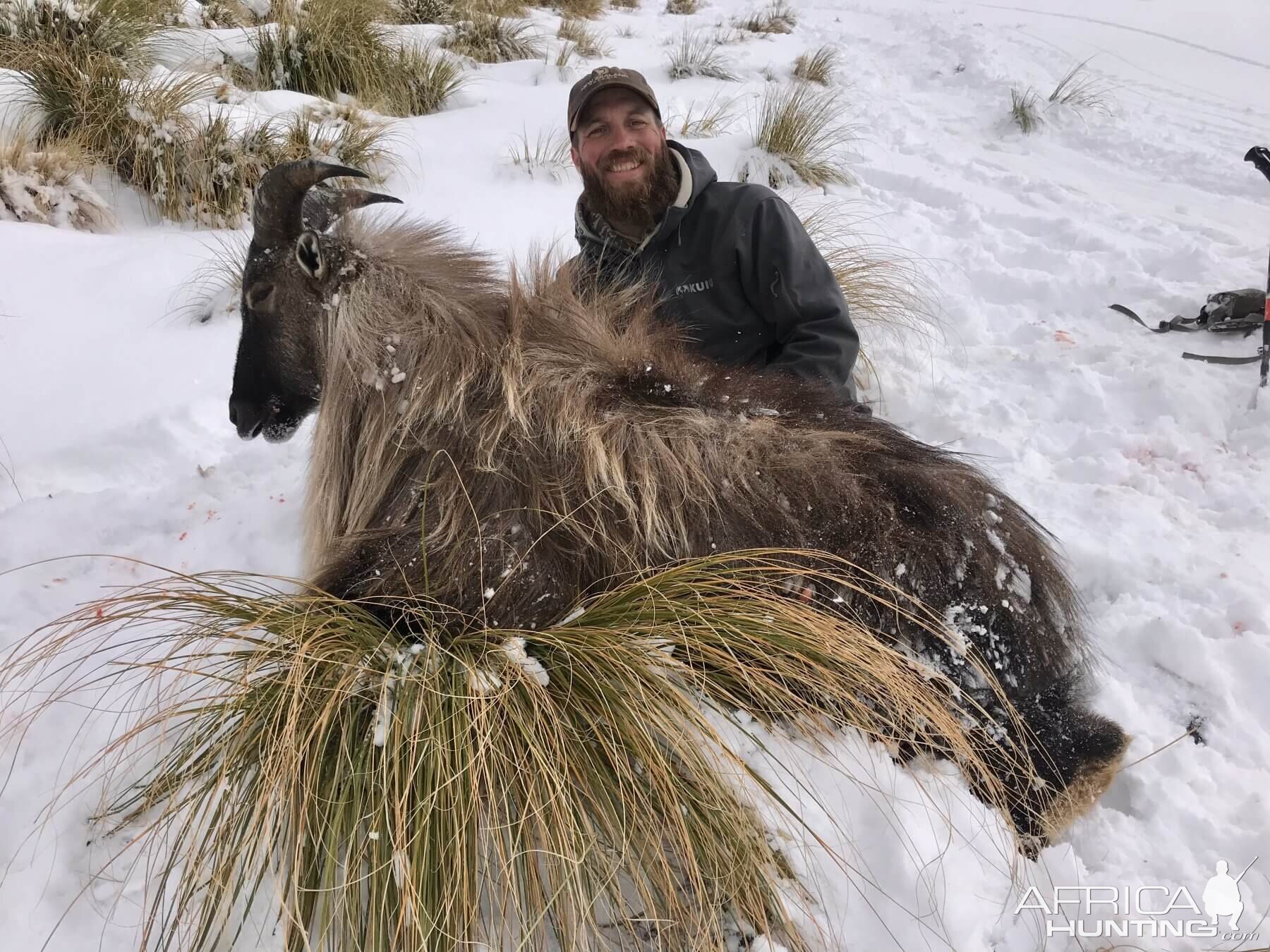 New Zealand Hunting Tahr