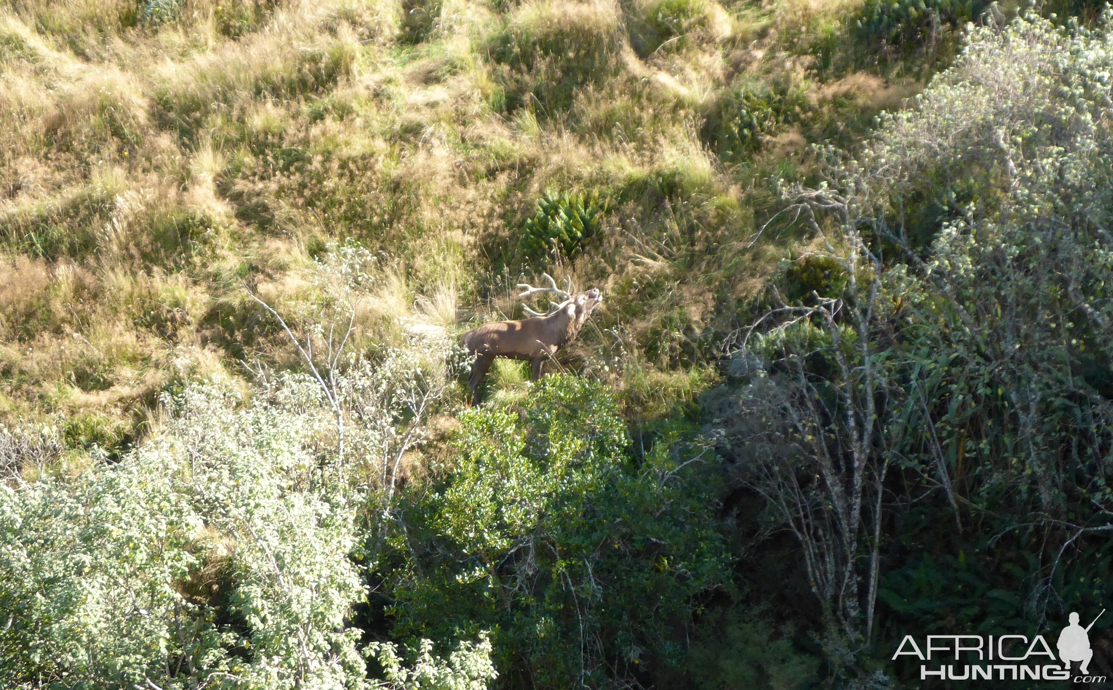 New Zealand Red Stag Hunting