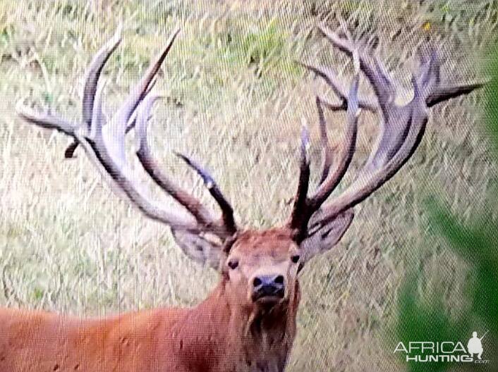 New Zealand Red Stag