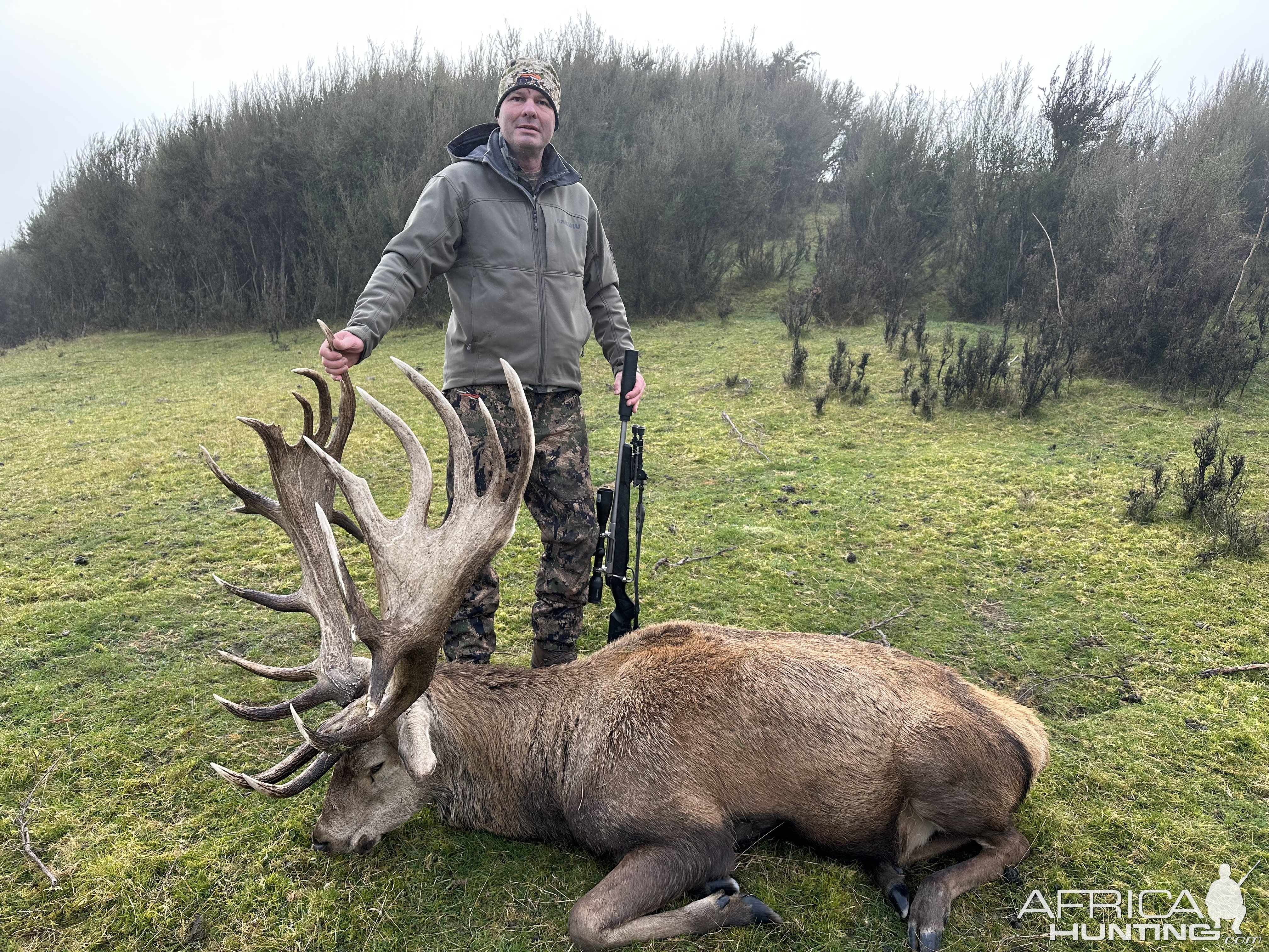 New Zealand Red Stag