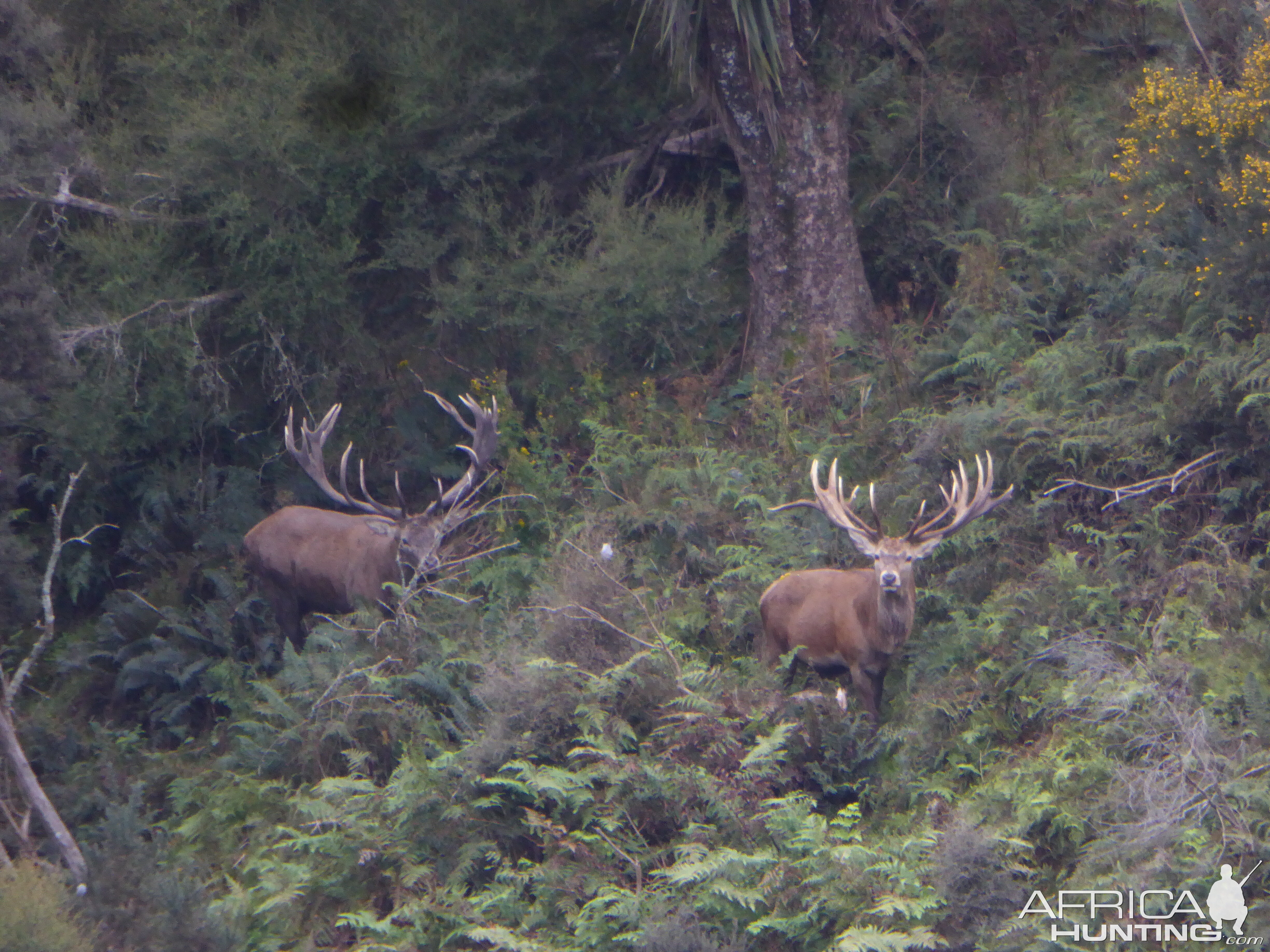 New Zealand Red Stag