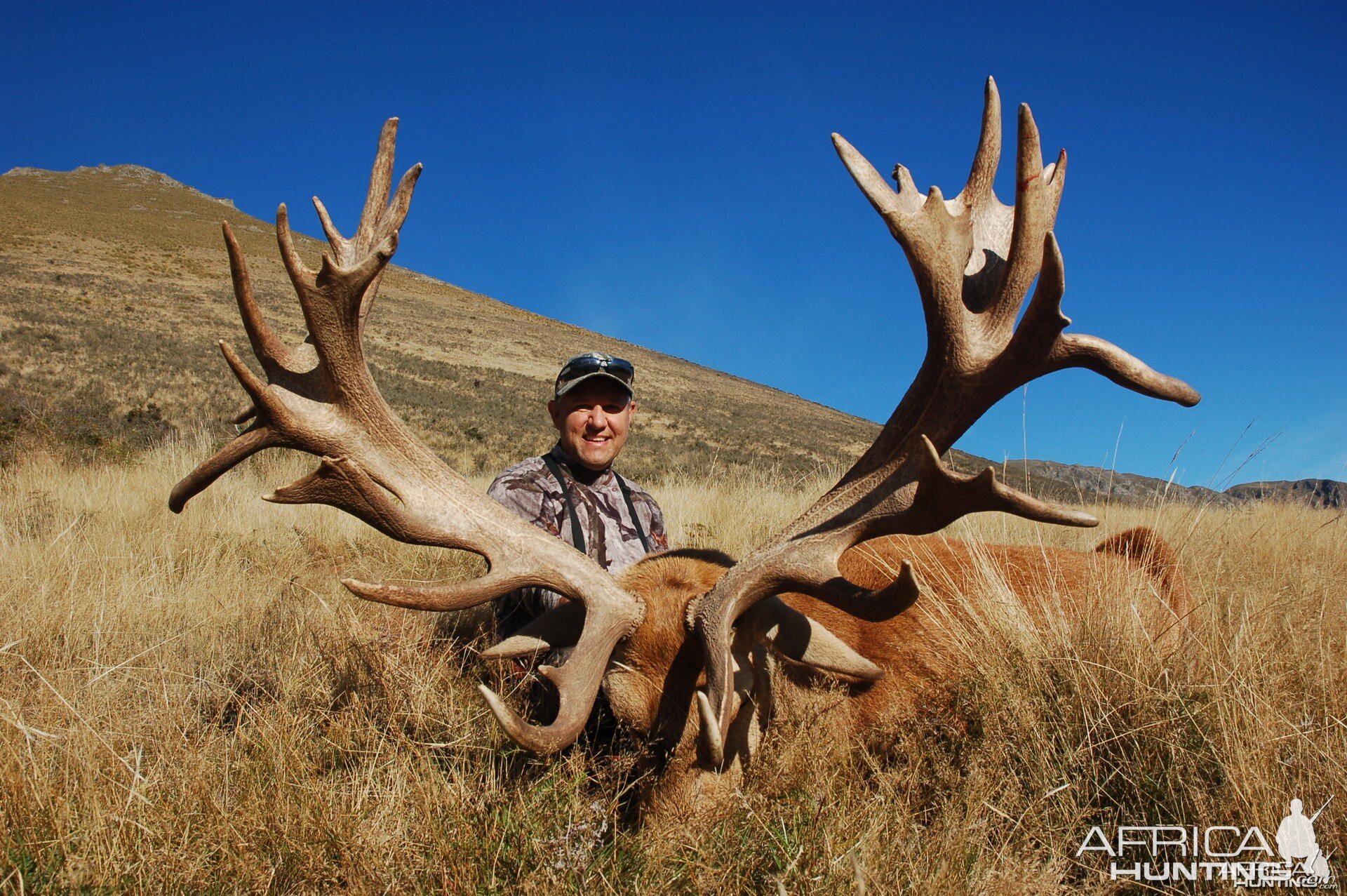 New Zealand Stag