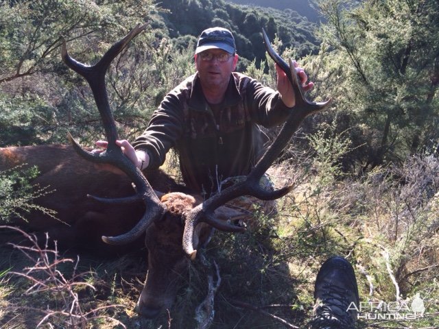 New Zealand stag