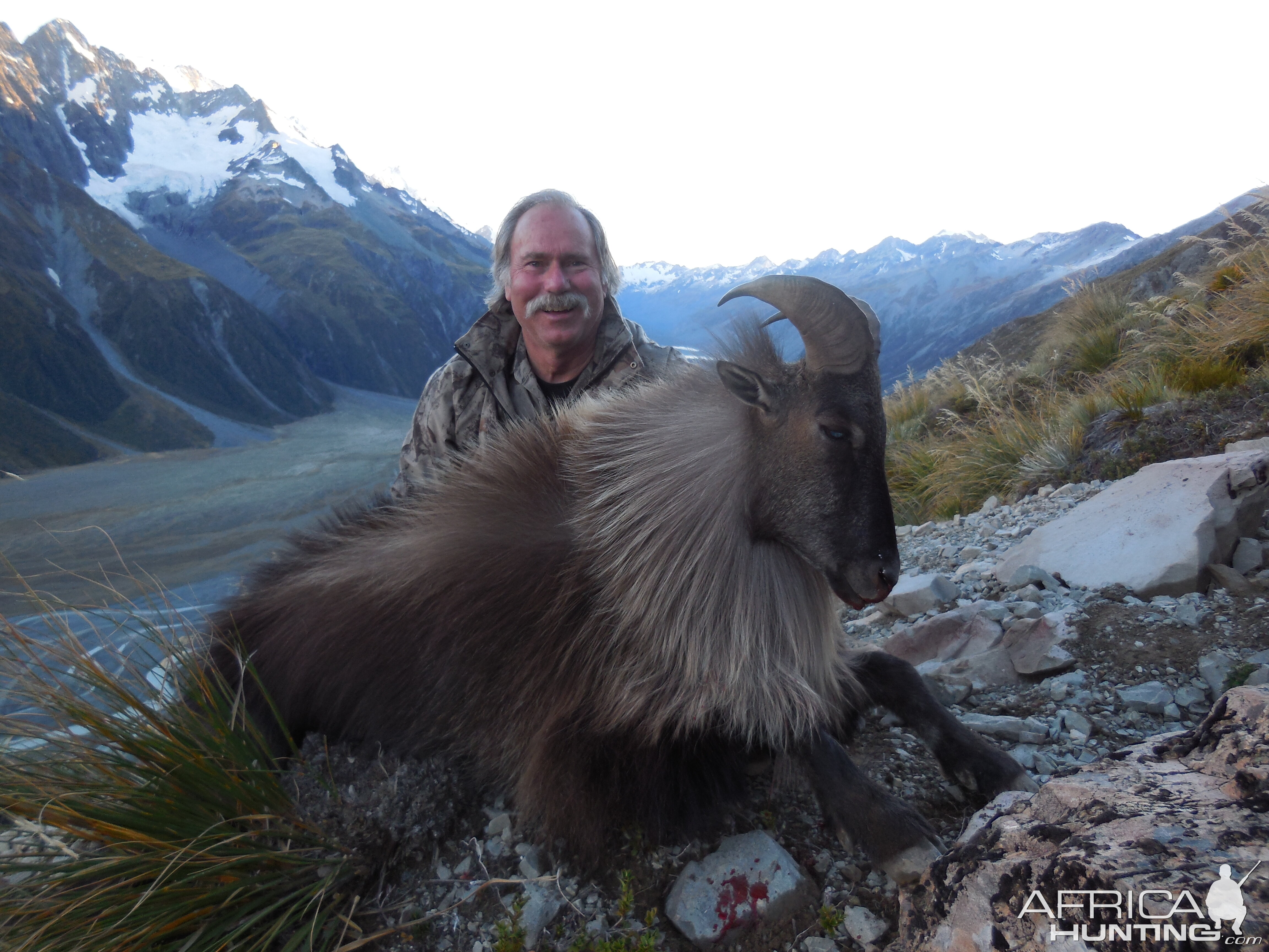 New Zealand Tahr 2014