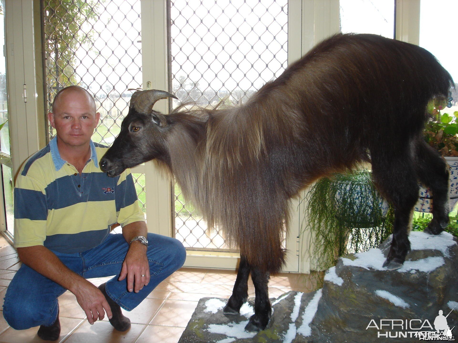 New Zealand Tahr Full Mount Taxidermy