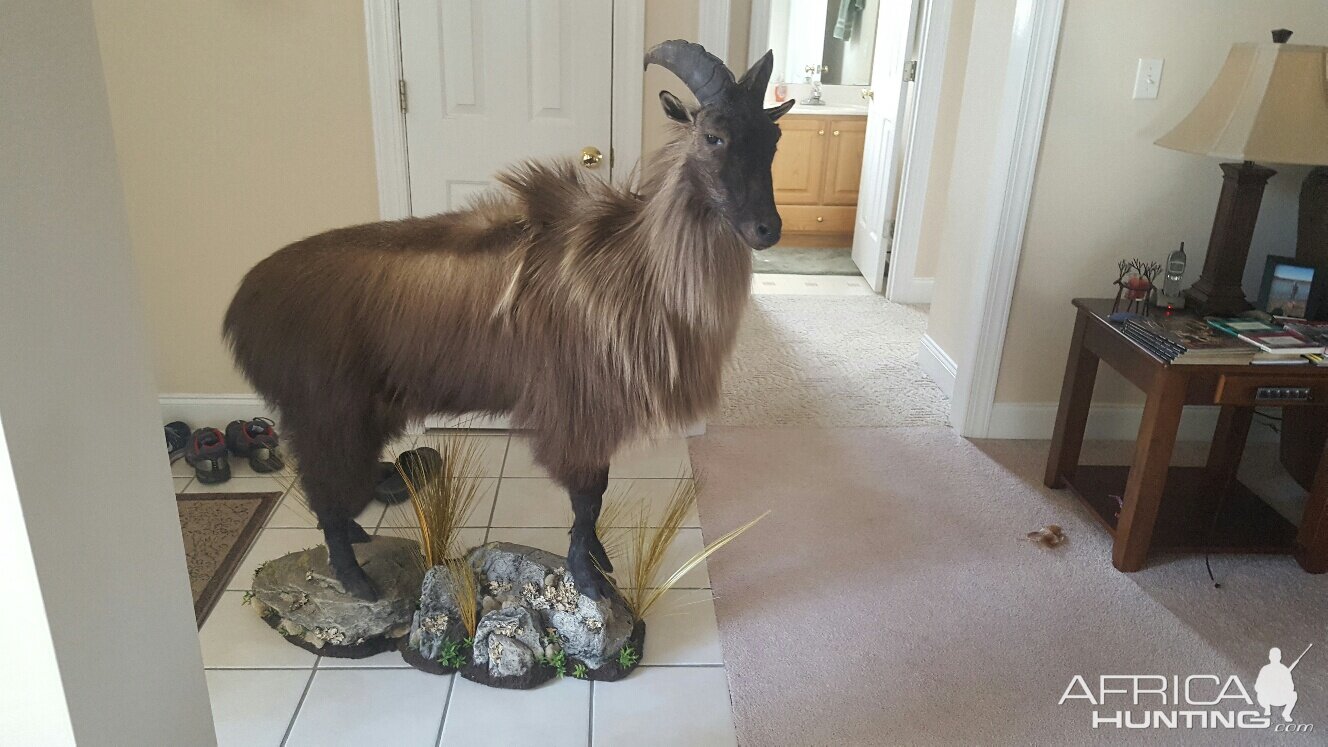 New Zealand Tahr Full Mount Taxidermy