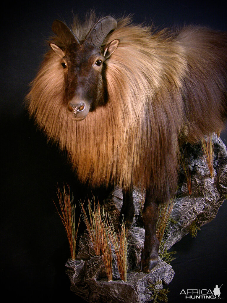 New Zealand Tahr Full Mount Taxidermy