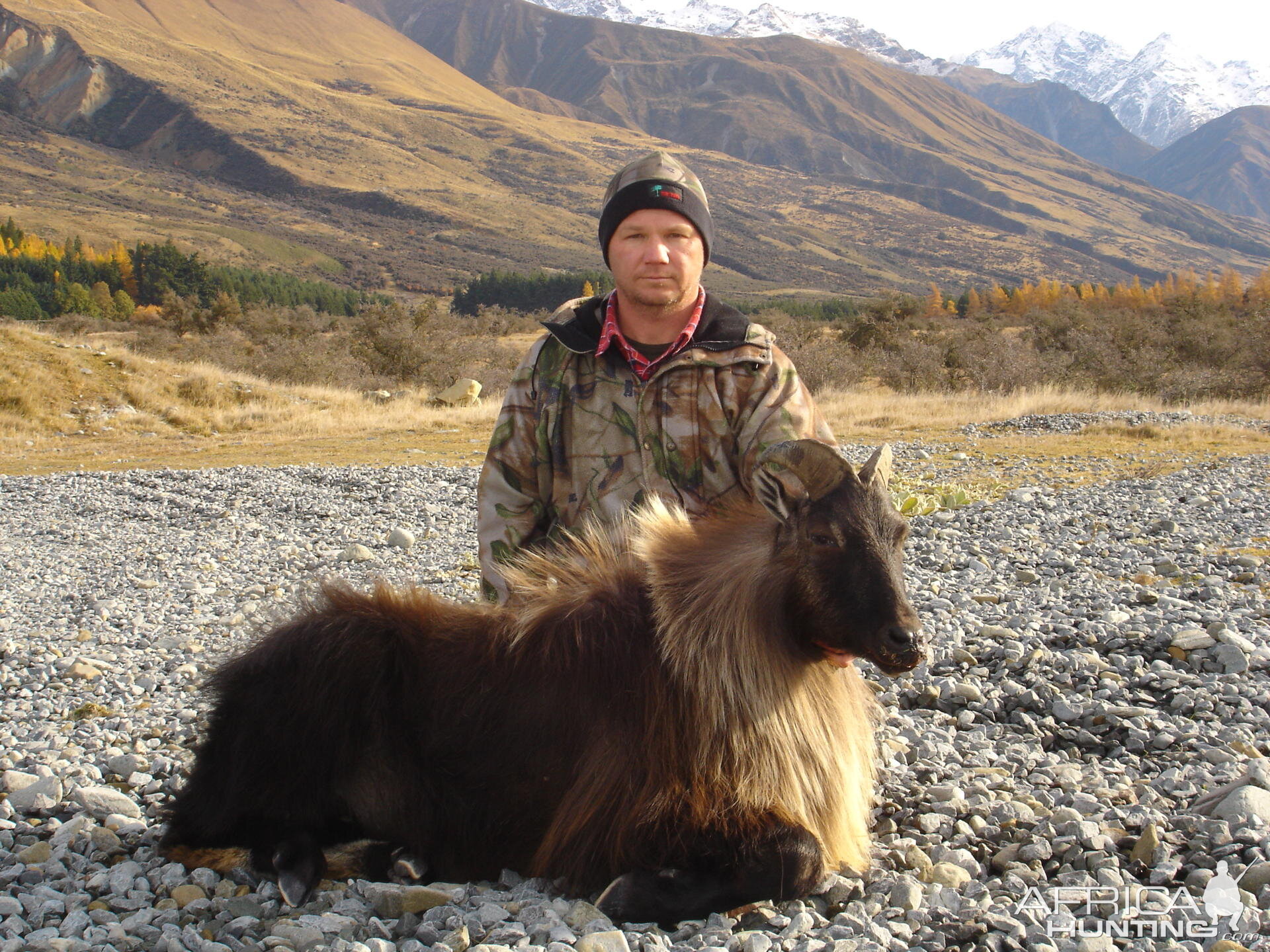 New Zealand Tahr Hunt