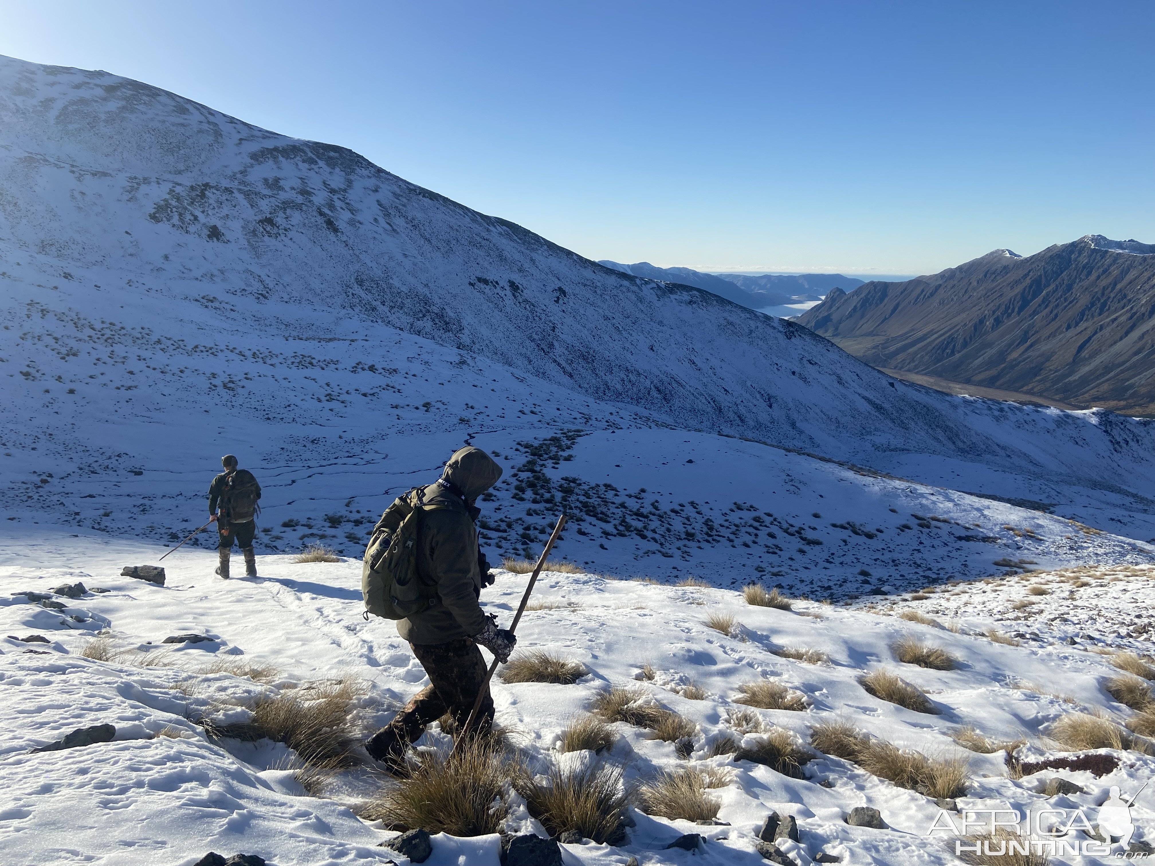 New Zealand Tahr Hunting