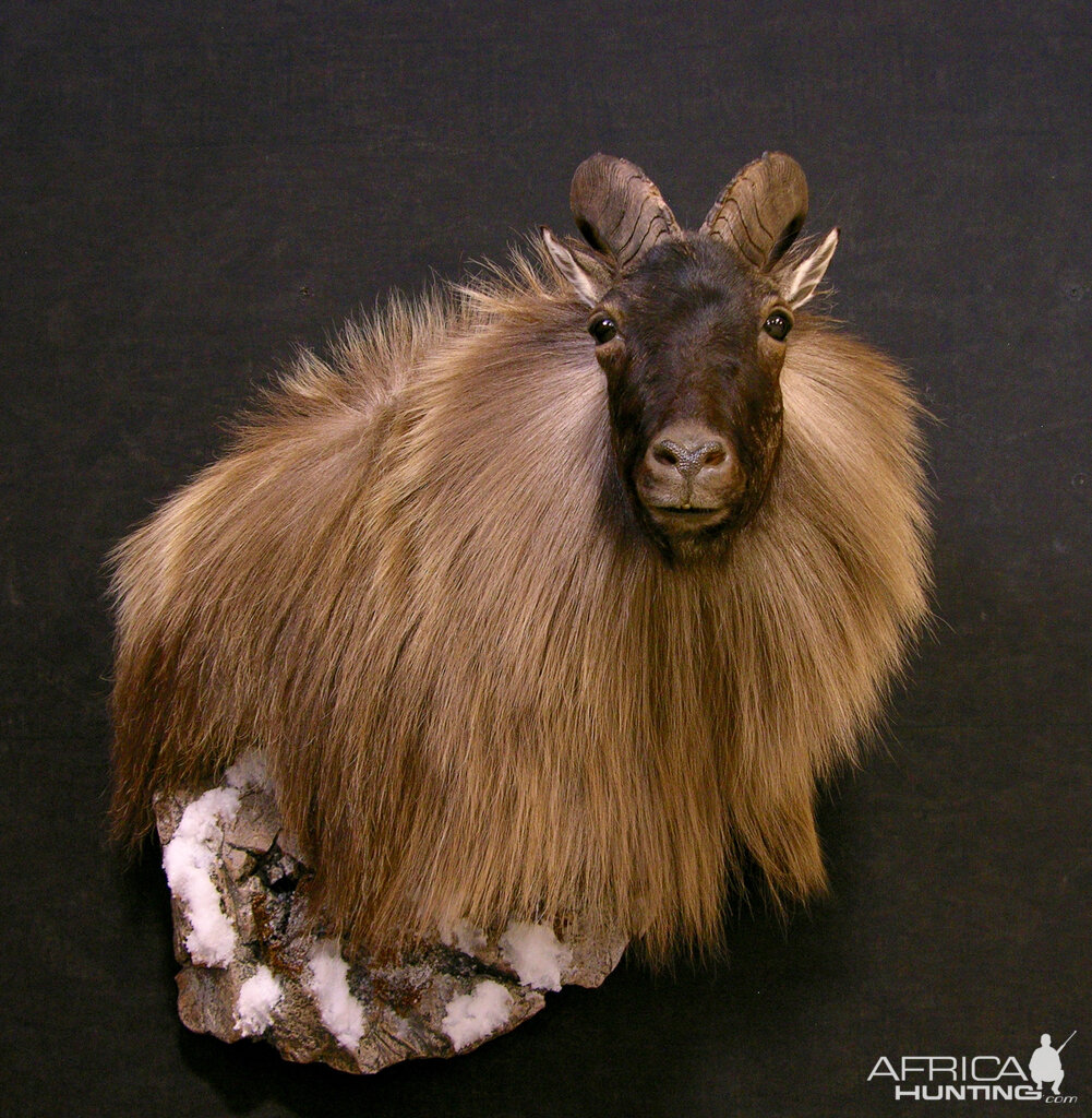 New Zealand Tahr Taxidermy Mount With Habitat Wall Pedestal