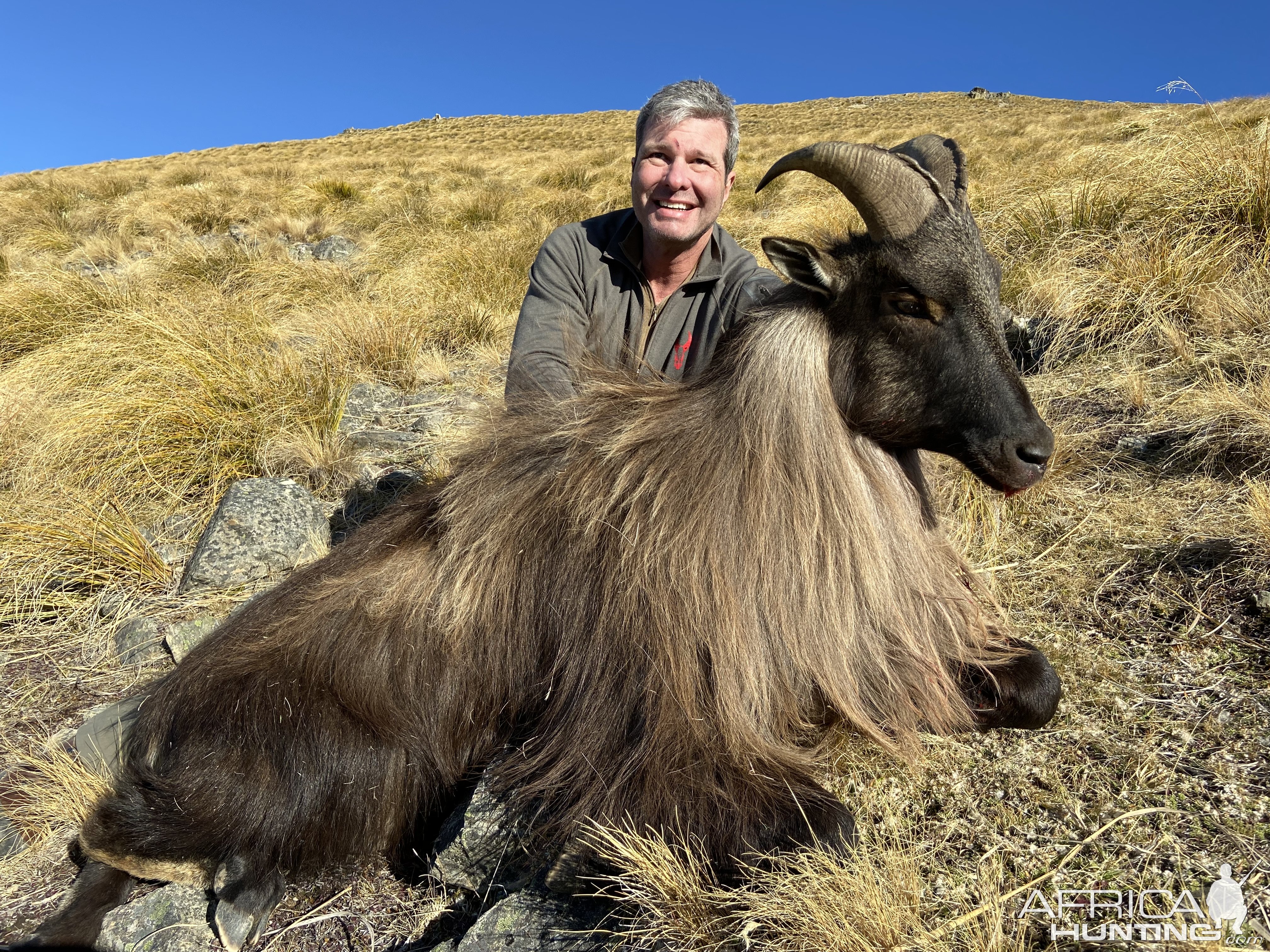 New Zealand Tahr