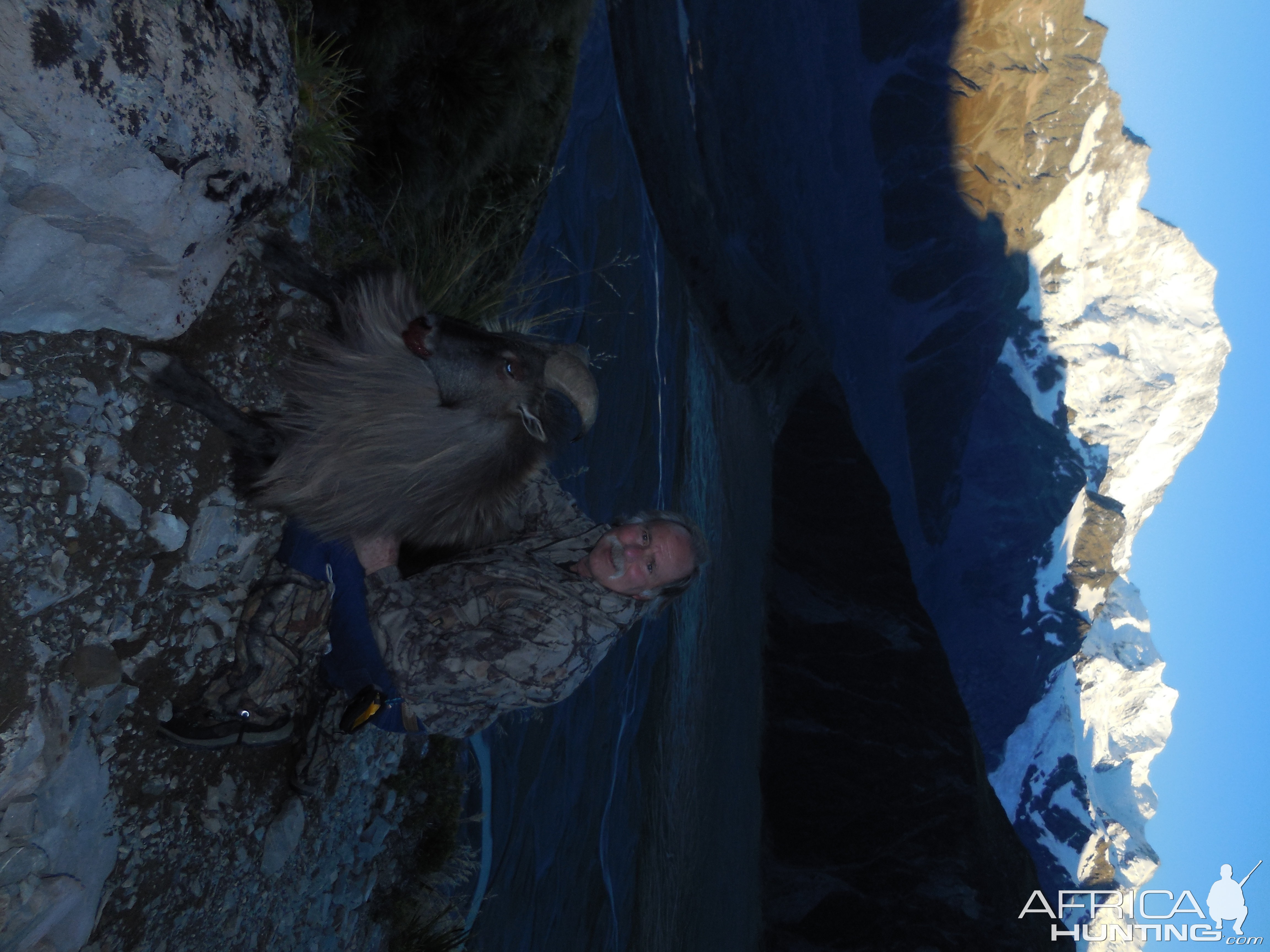 New Zealand Tahr