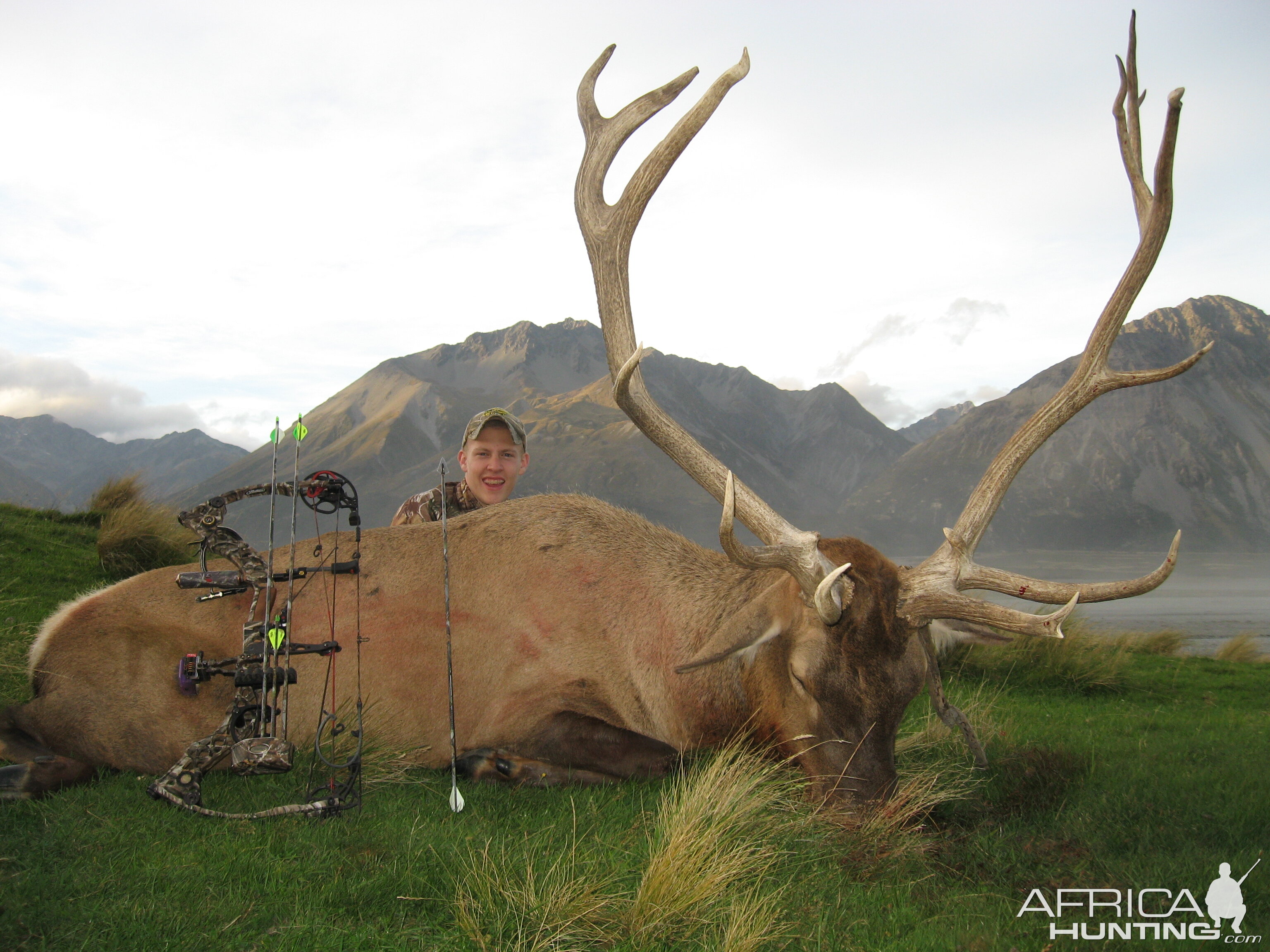 New Zealand Wapiti