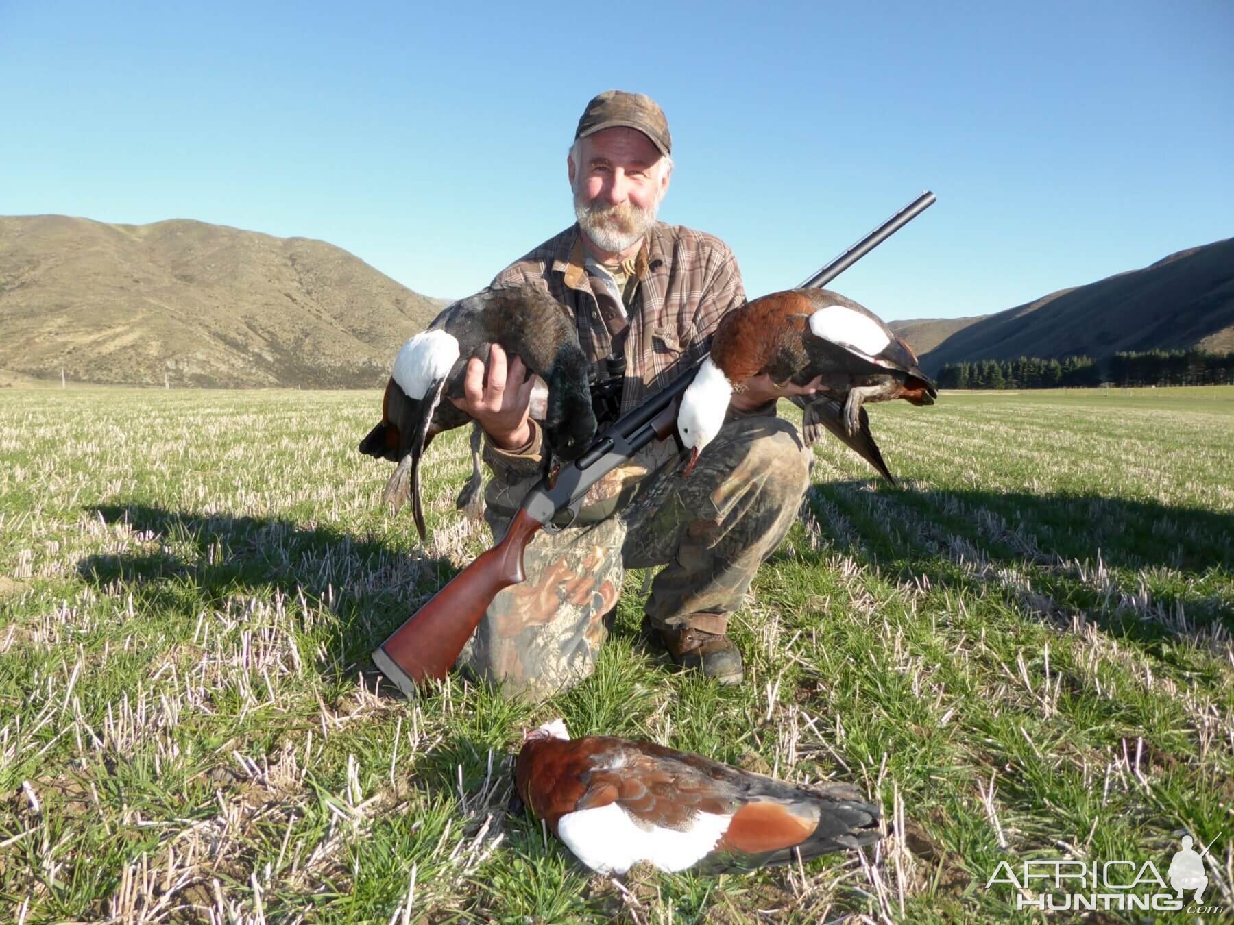 New Zealand Wing Shooting Ducks