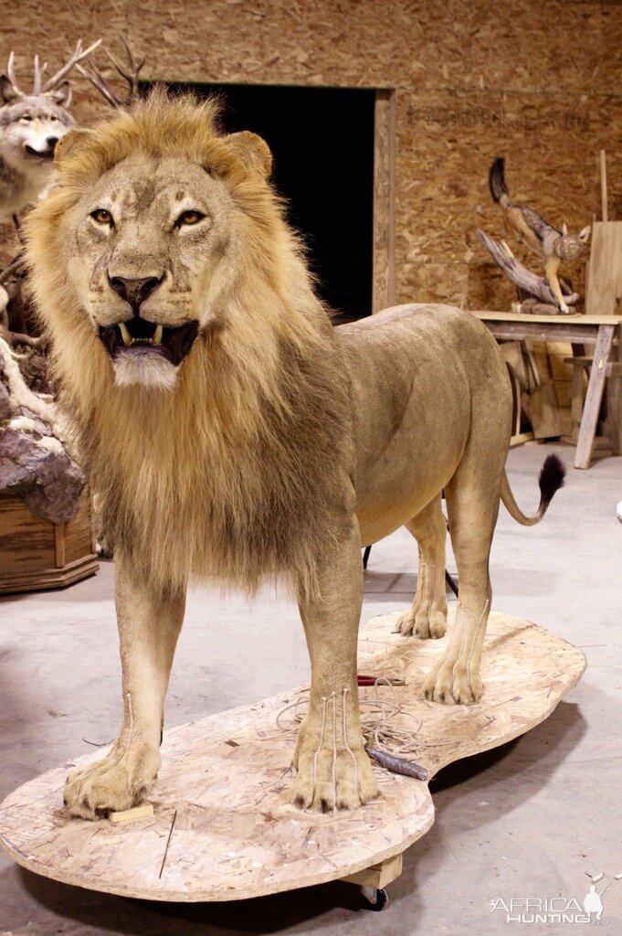 New Zimbabwe Lion Up Drying Taxidermy