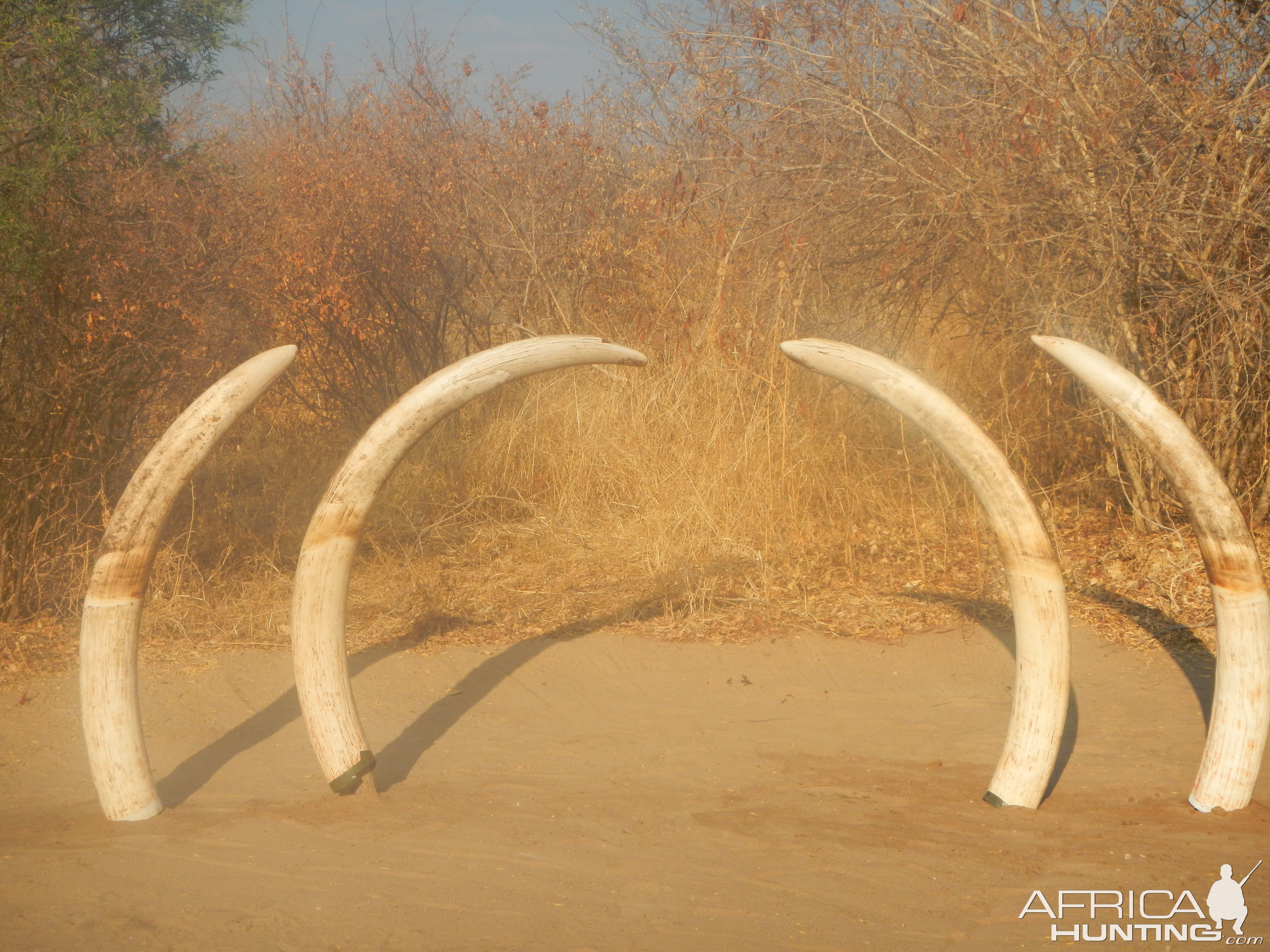 NG41 Botswana Elephants