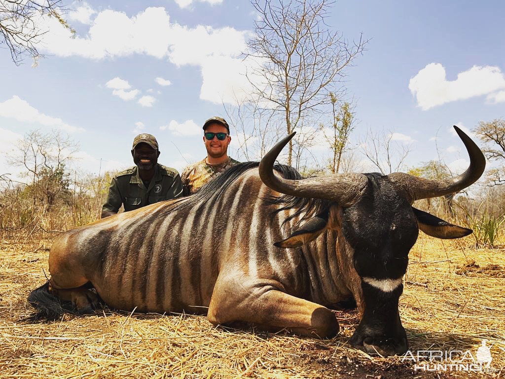 Niassa Wildebeest, Niassa Special Reserve, Block L9, Kwalata Safaris