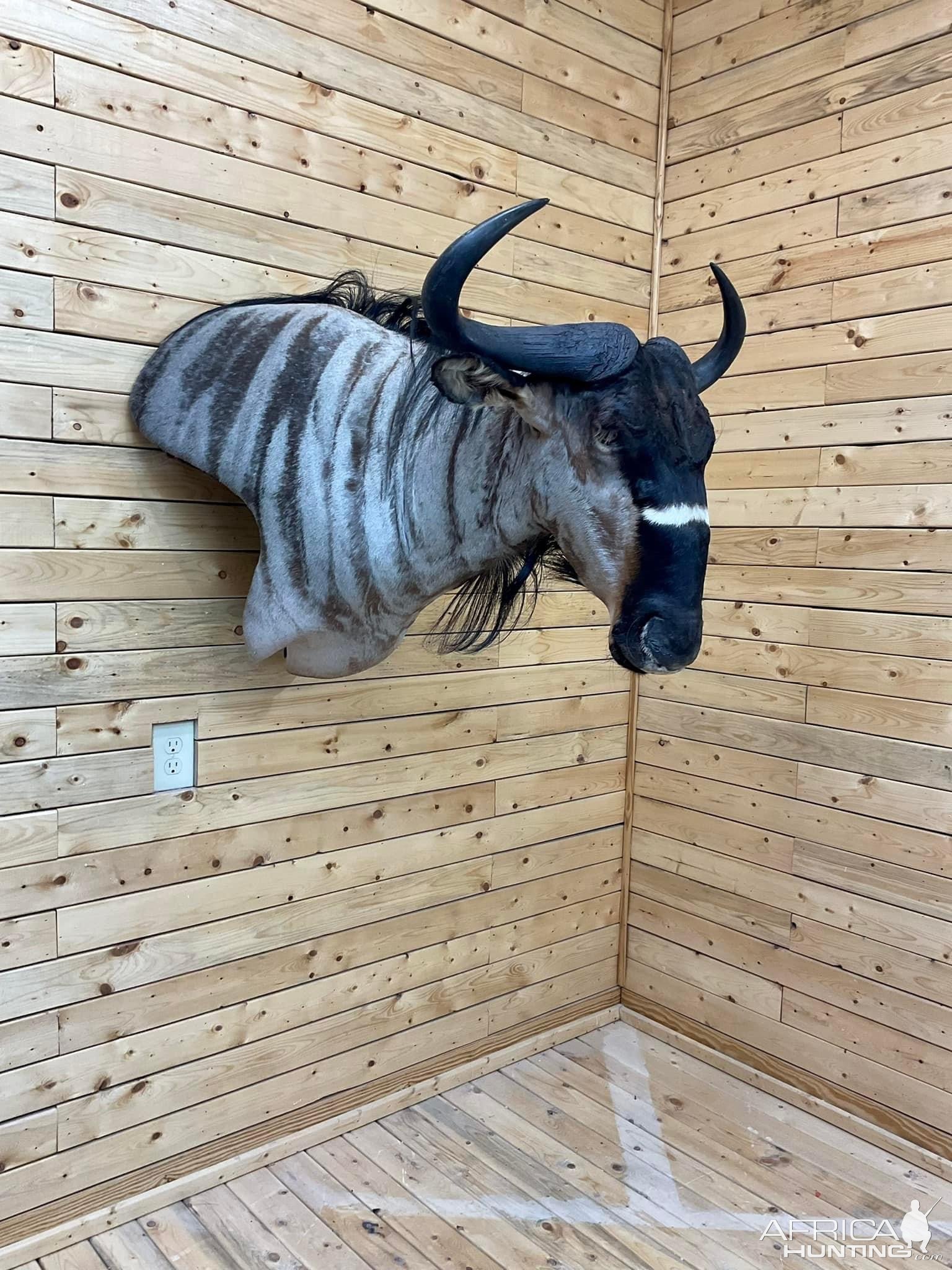 Niassa Wildebeest Shoulder Mount Taxidermy